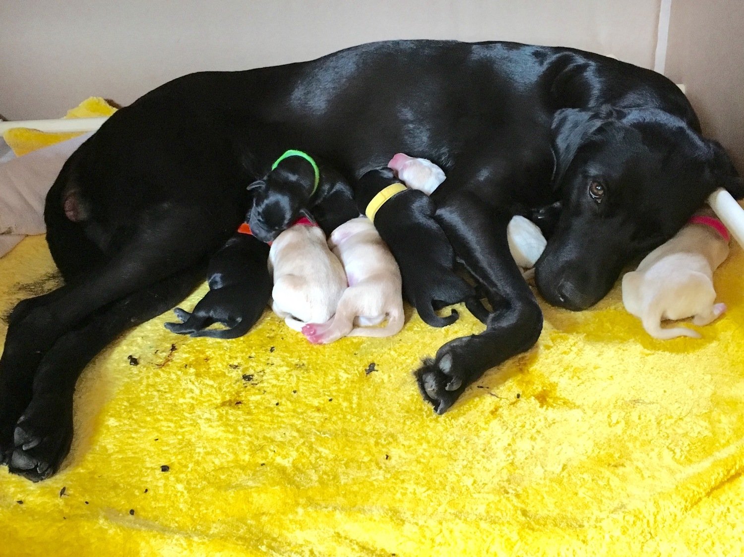  Moye had two litters of puppies, in 2016 and 2019 