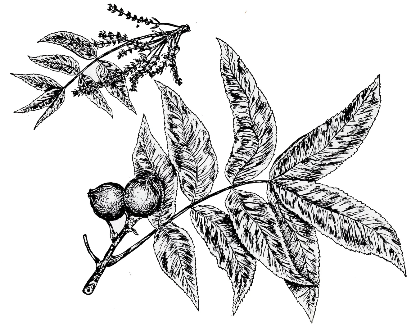 Black Walnut