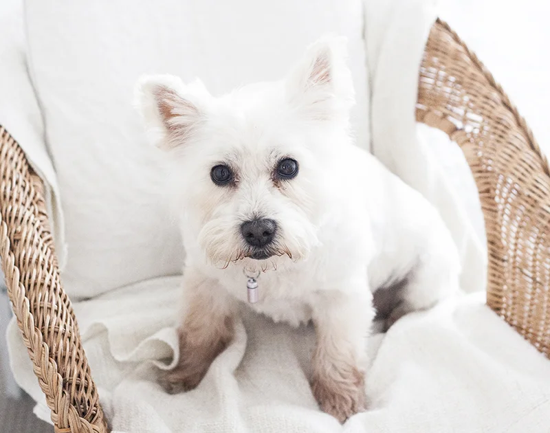 A Few New Home Additions 