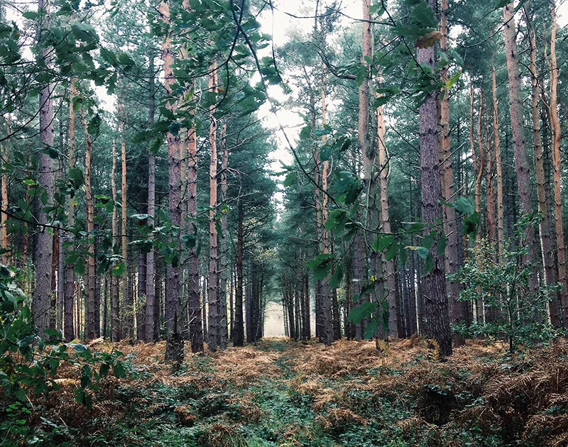 Why Internet Free Days Are Important 