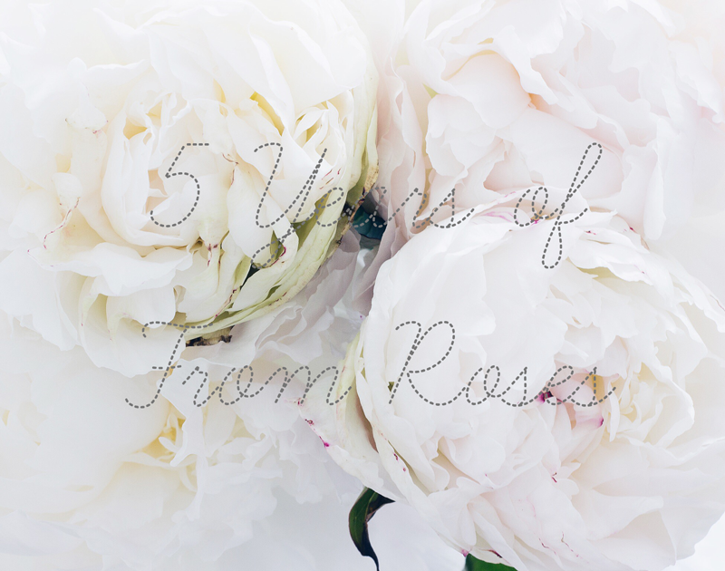 5 Years of From Roses & My Biggest Blogging Lessons