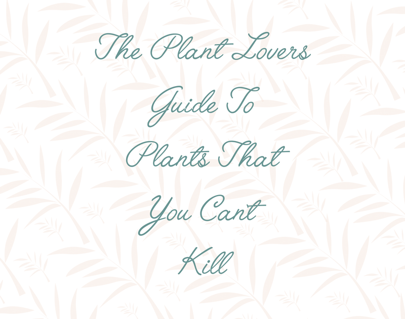 The Plant Lovers Guide To Plants That You Can't Kill 