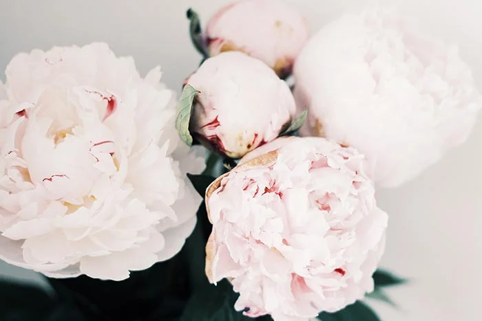 From Roses 5.jpg
