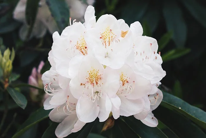 From Roses 7.jpg