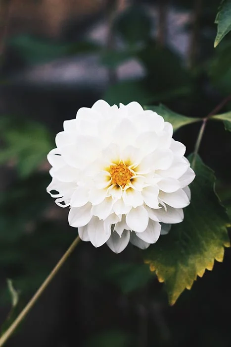 From Roses 22.jpg