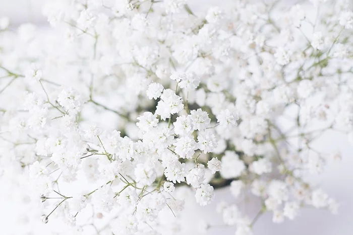 From Roses 33.jpg