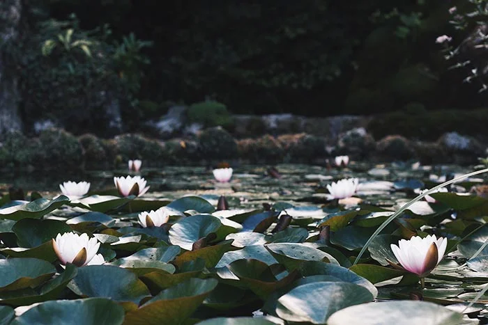 From Roses 35.jpg