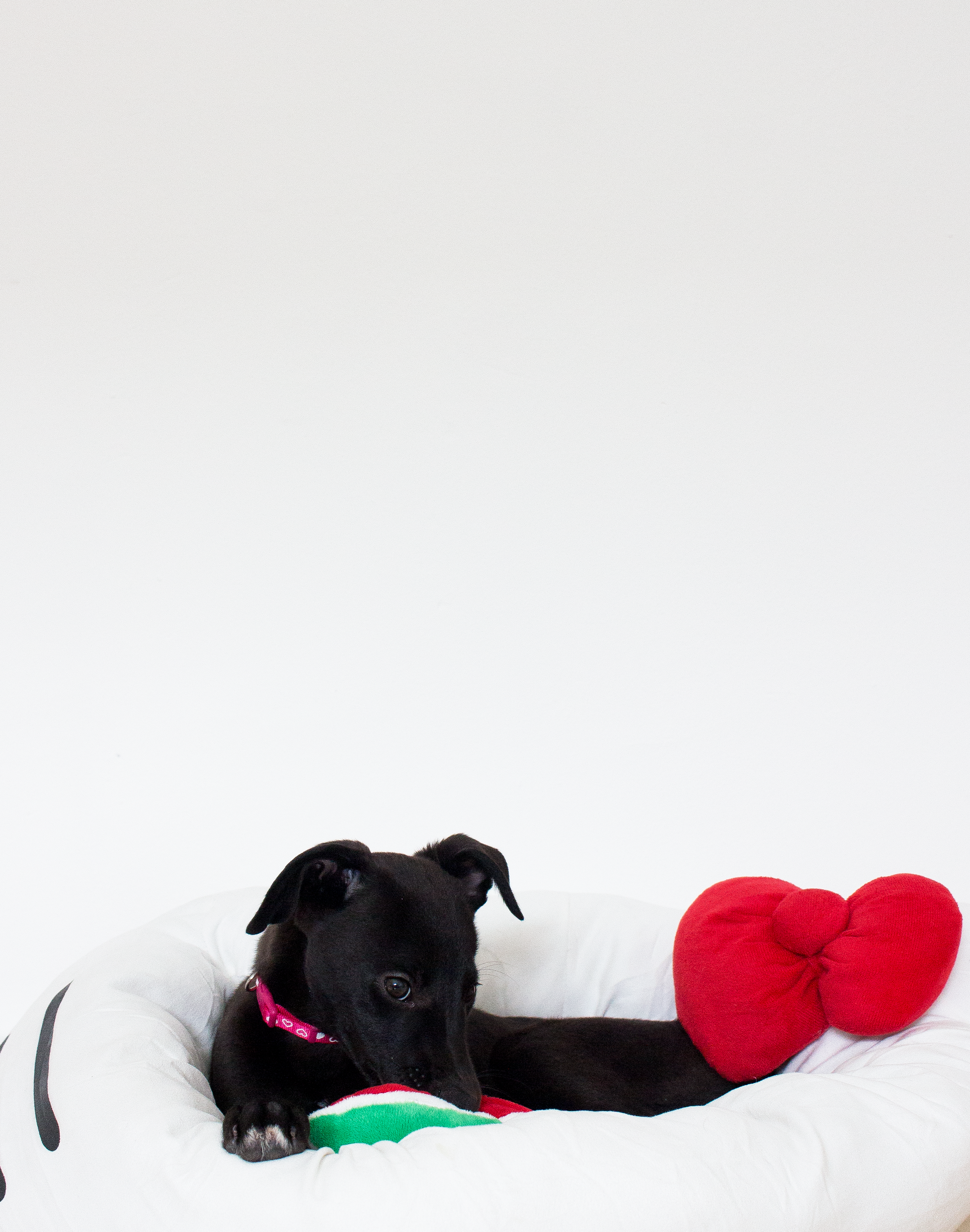 So You Want To Get A Puppy? Everything I've Learnt From Being A Dog Parent