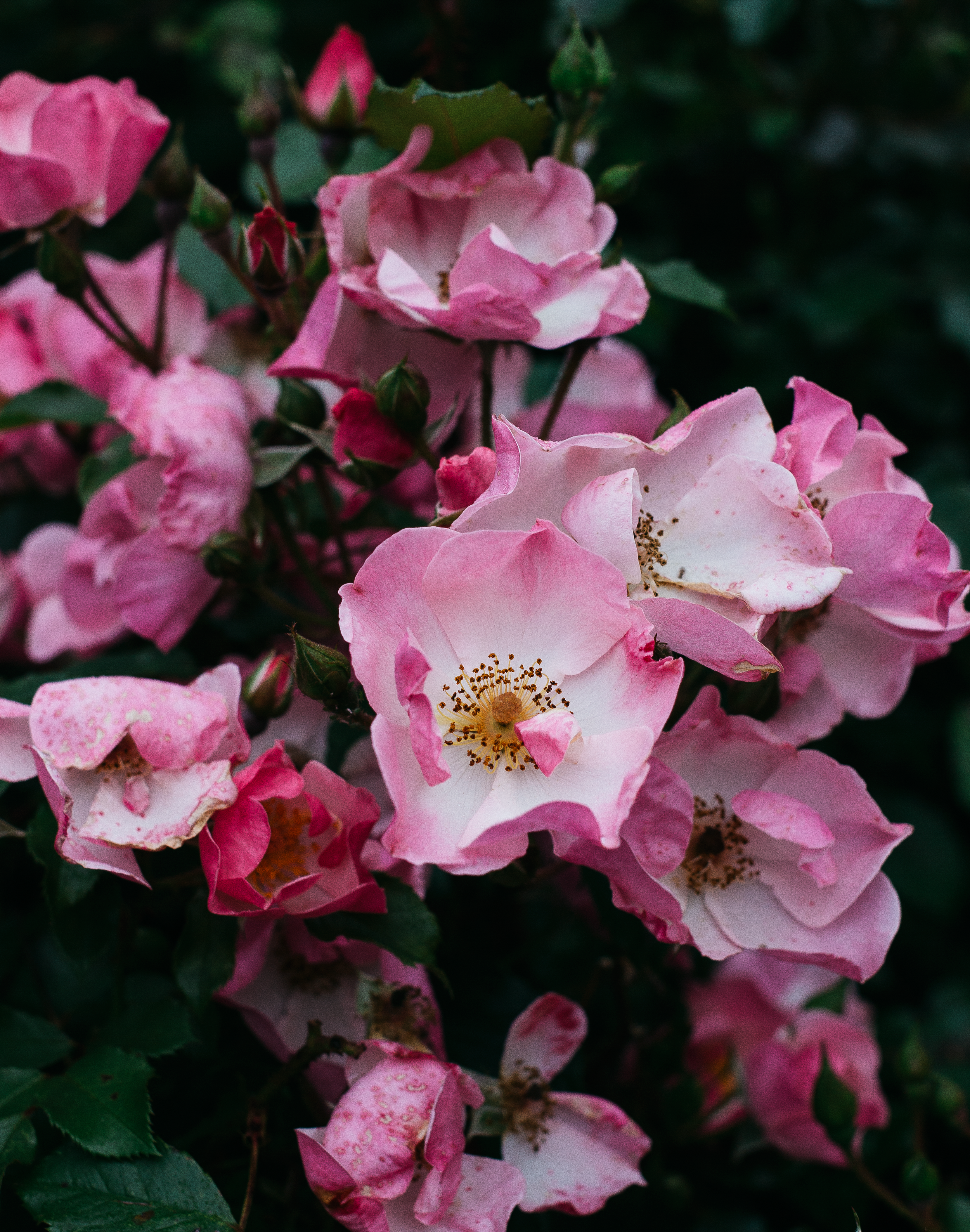From-Roses-2.png
