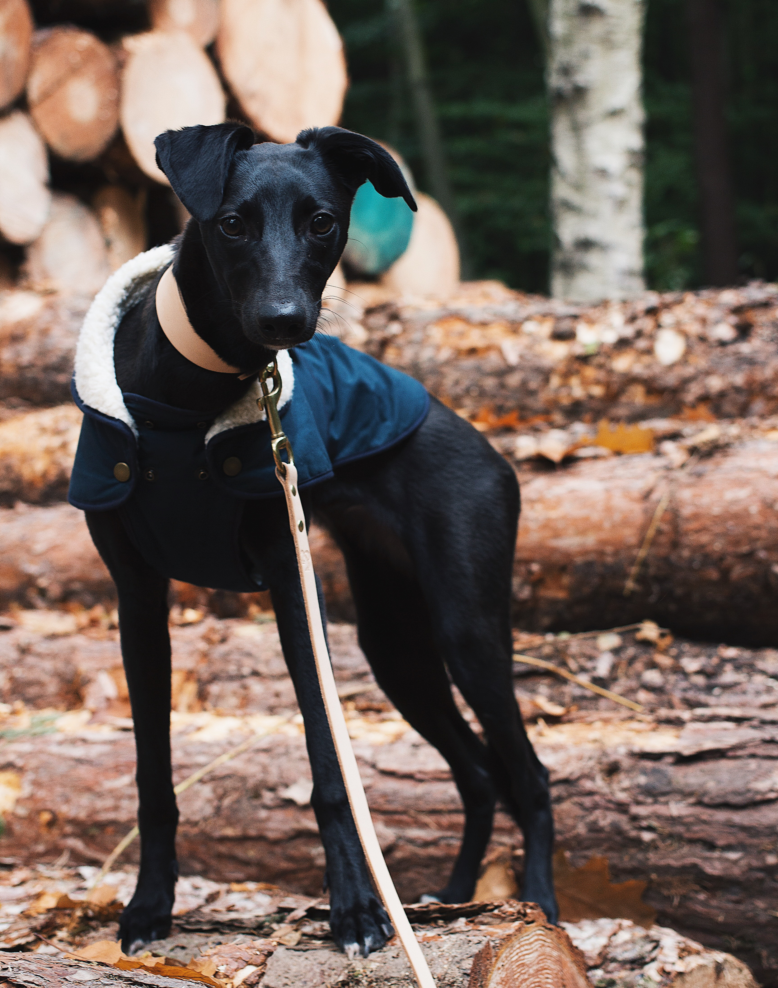 Everything To Buy This Season If You Have A Pupper 