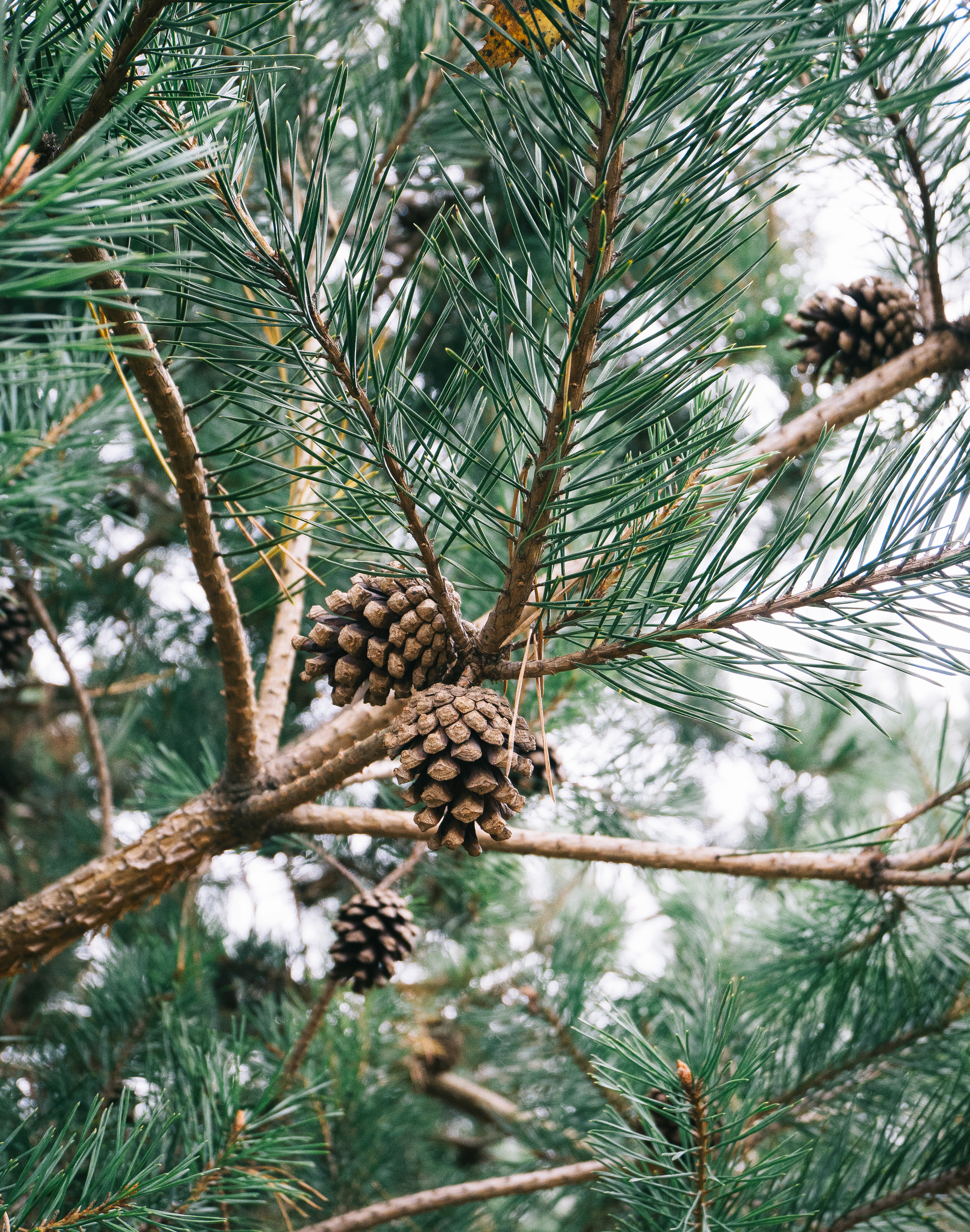 7 Things That I've Decluttered Lately 