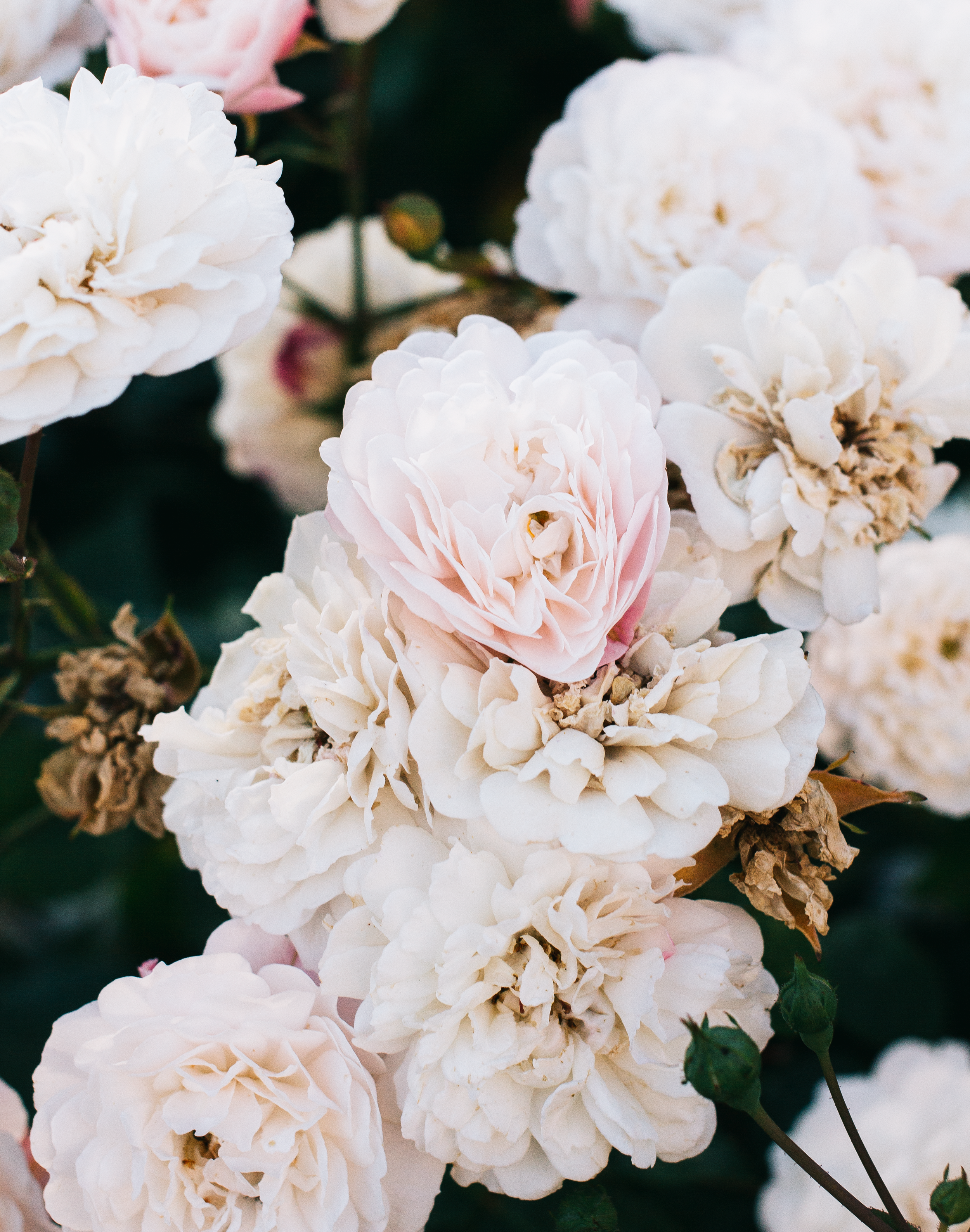 Being A Wallflower Blogger