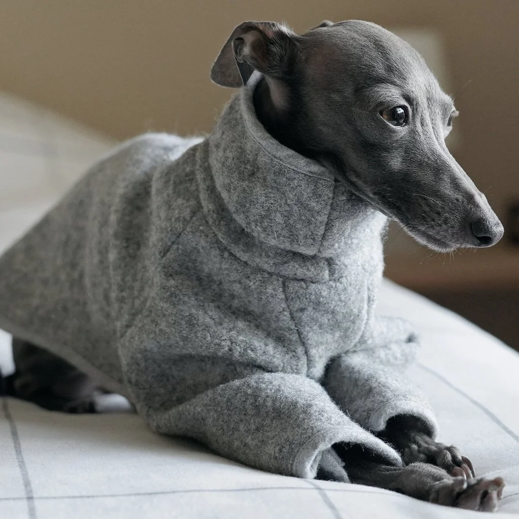 sighthound jumper