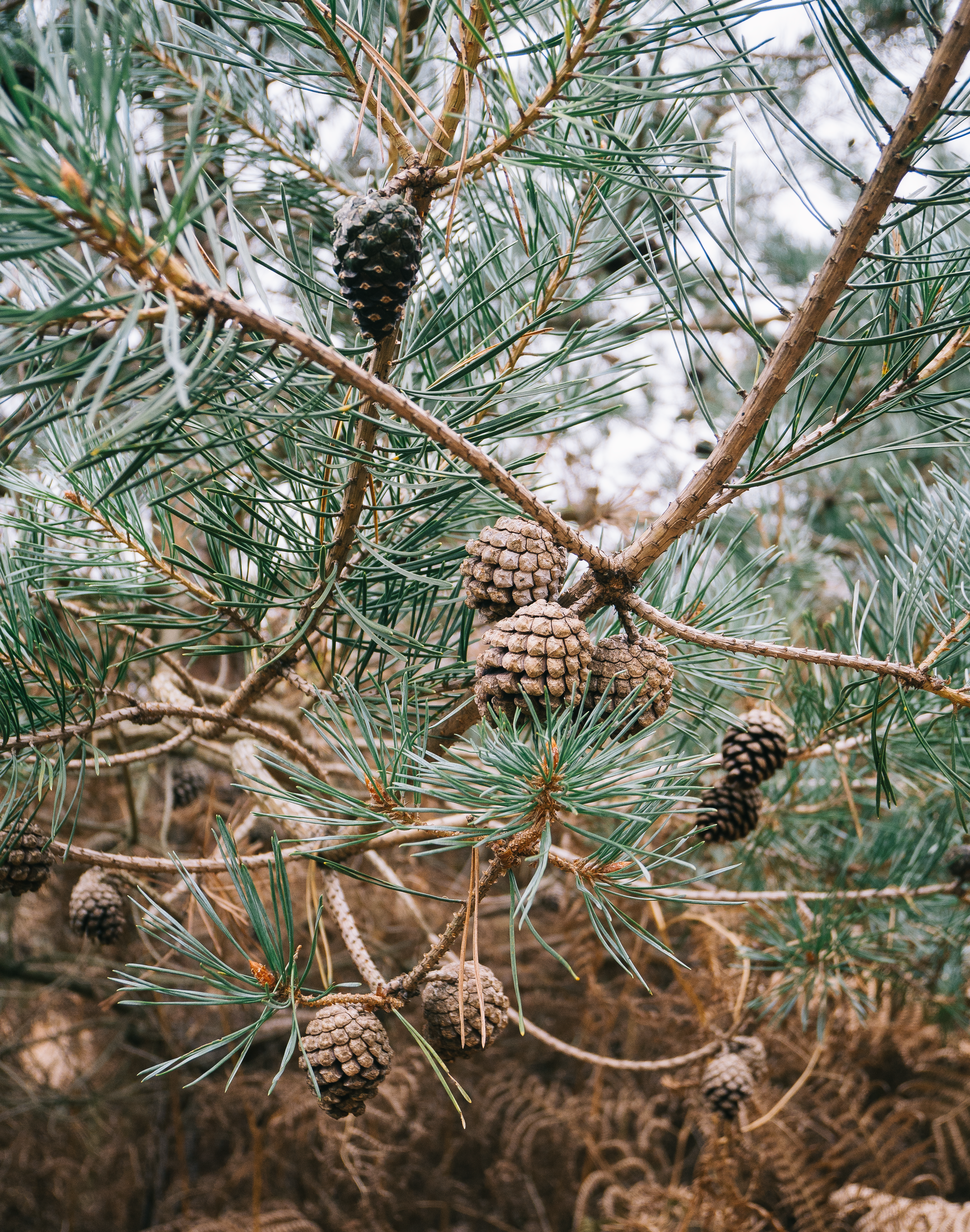 Something To Get You In The Autumn Spirit 