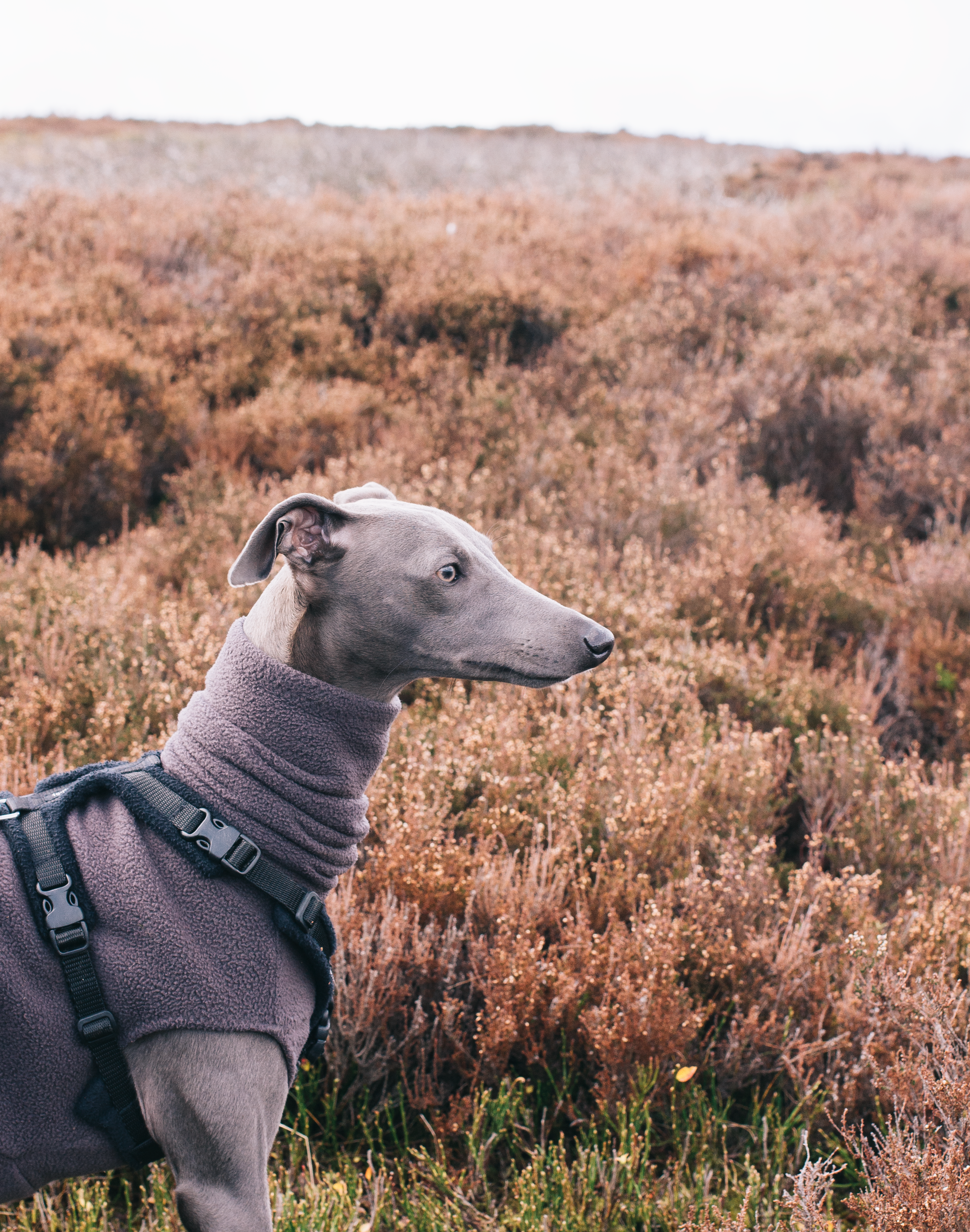 Everything To Purchase For Your Hound This Season