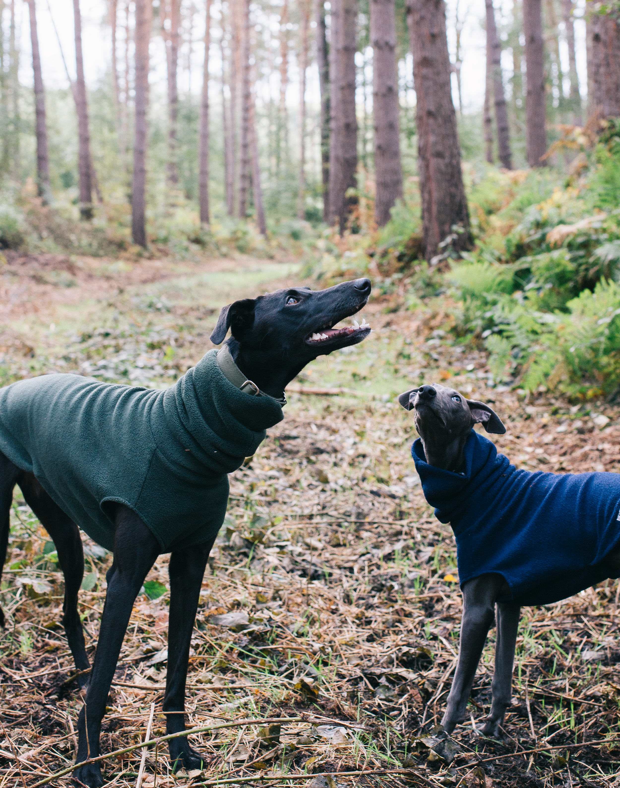 Redhound For Dogs Fleece
