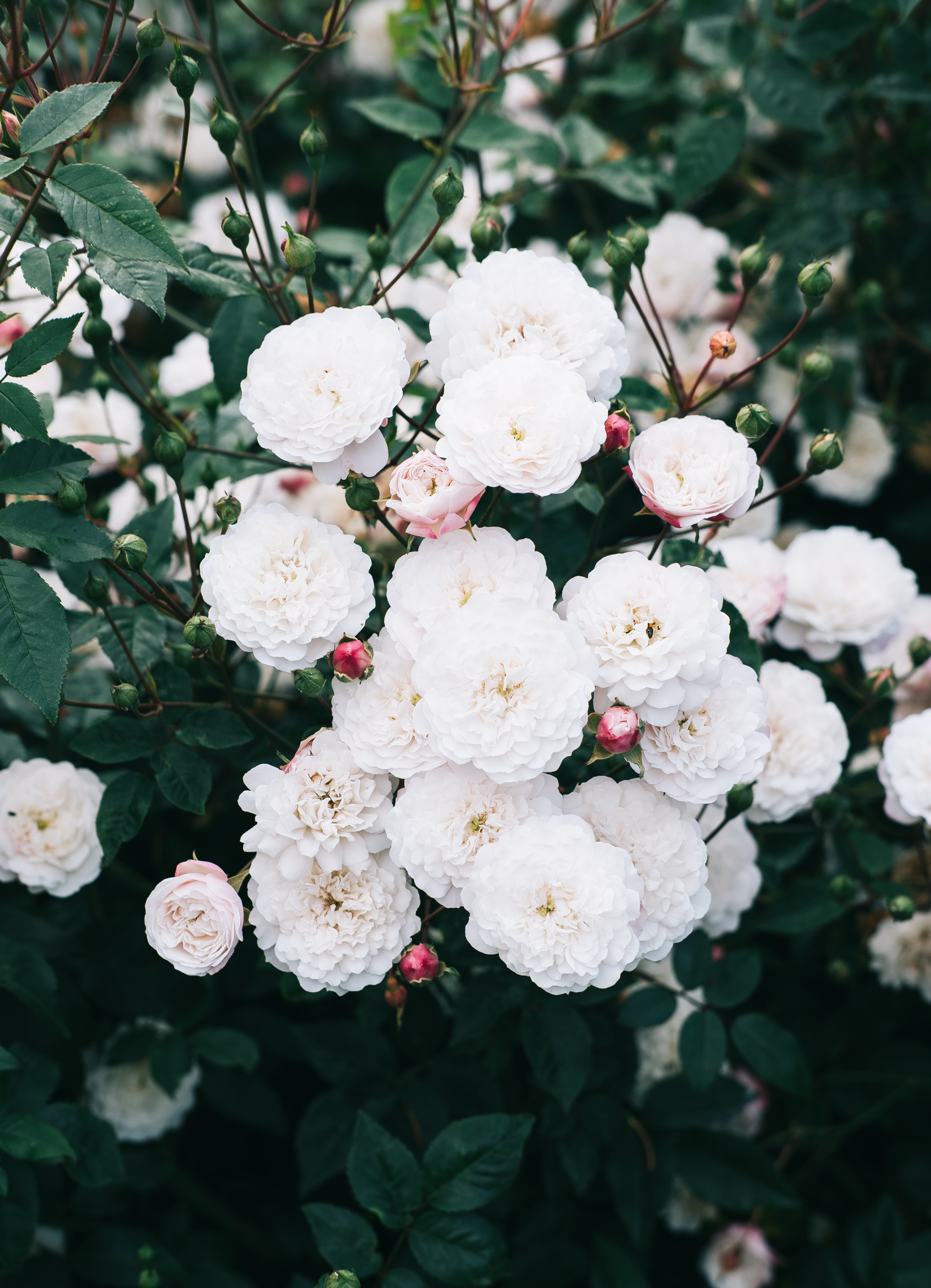 A July To-Do List