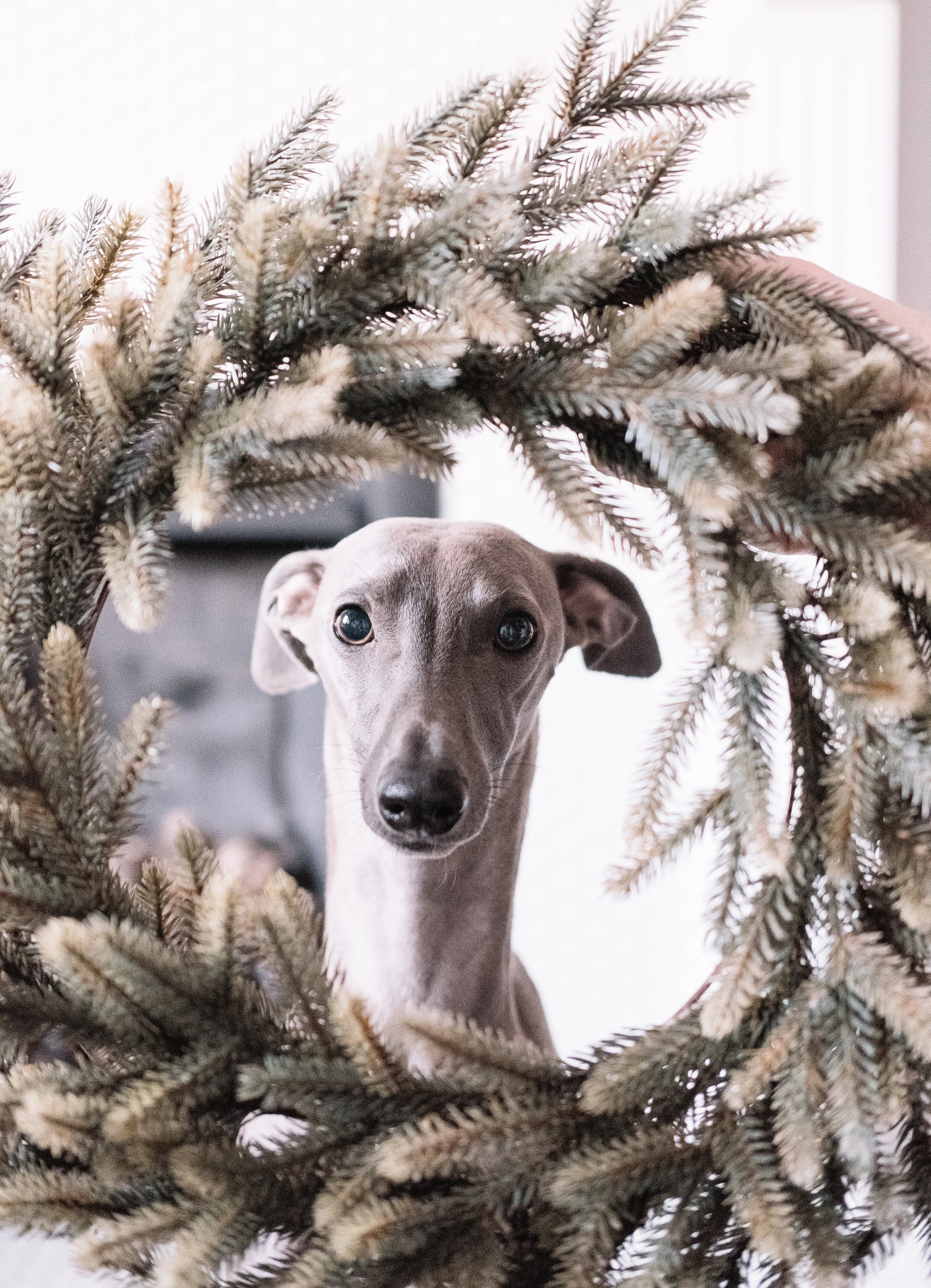 Have Yourself A Merry Little Christmas