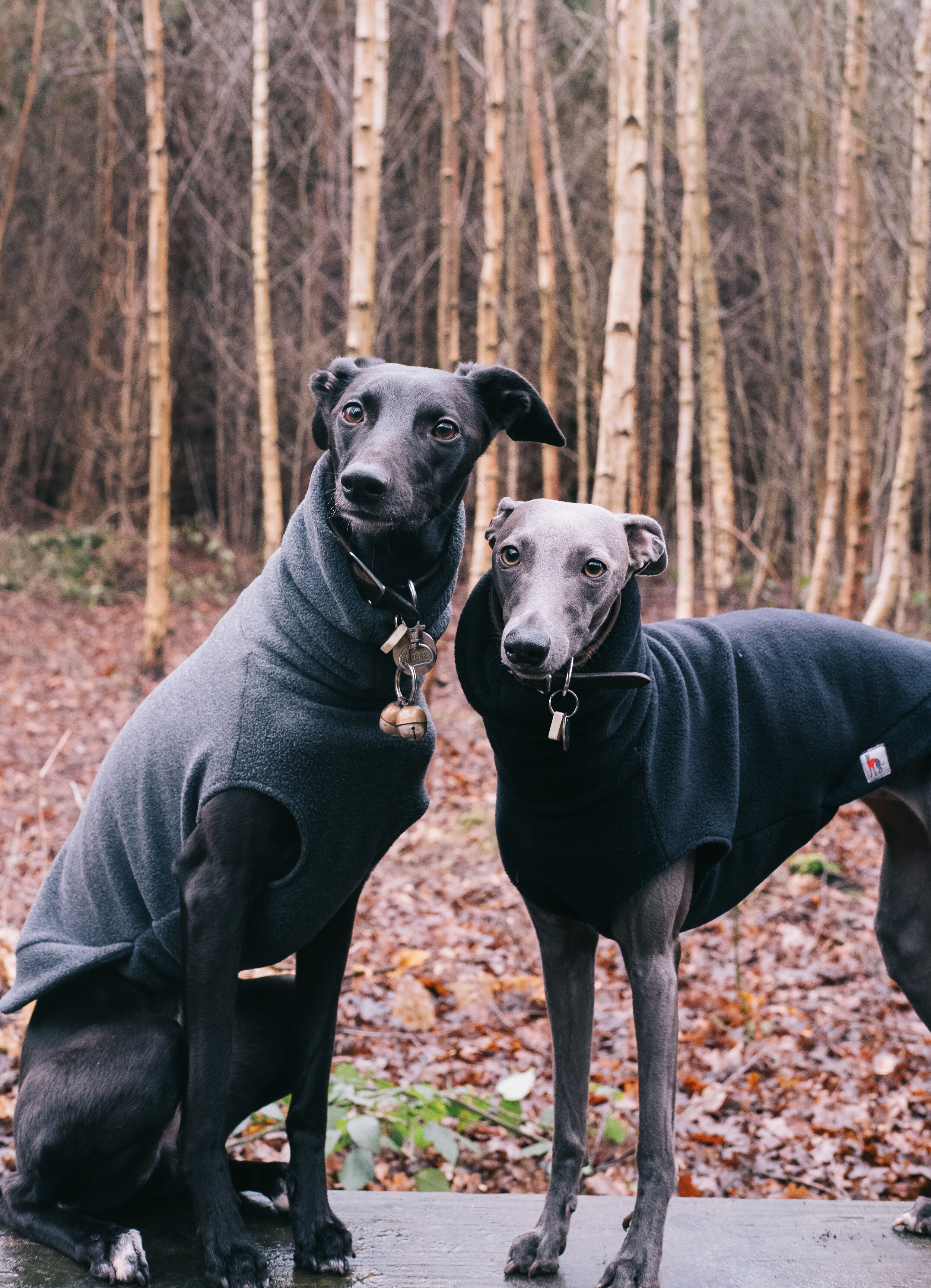 What is best sale a sighthound