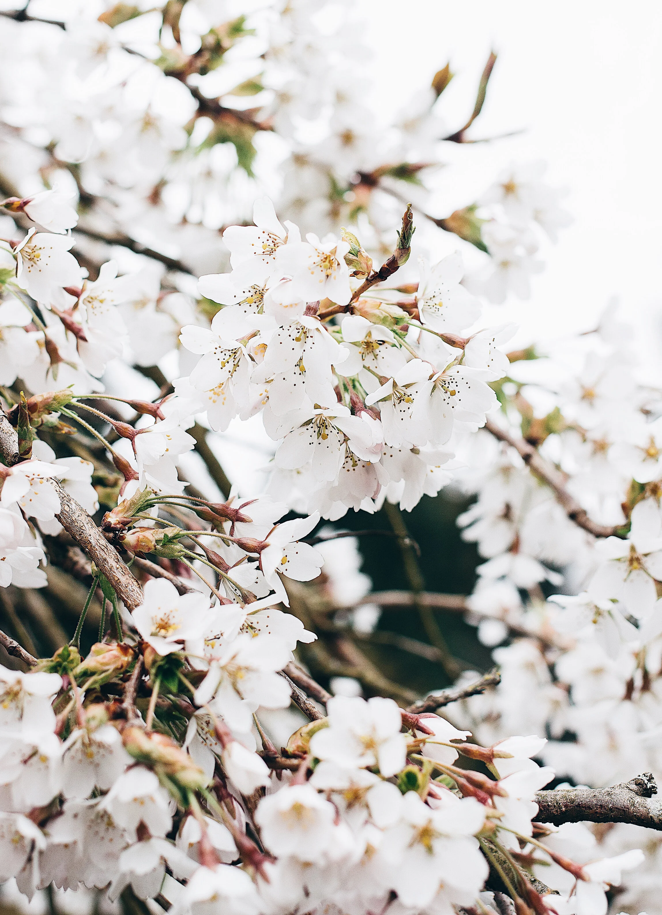 Florals-2.jpg