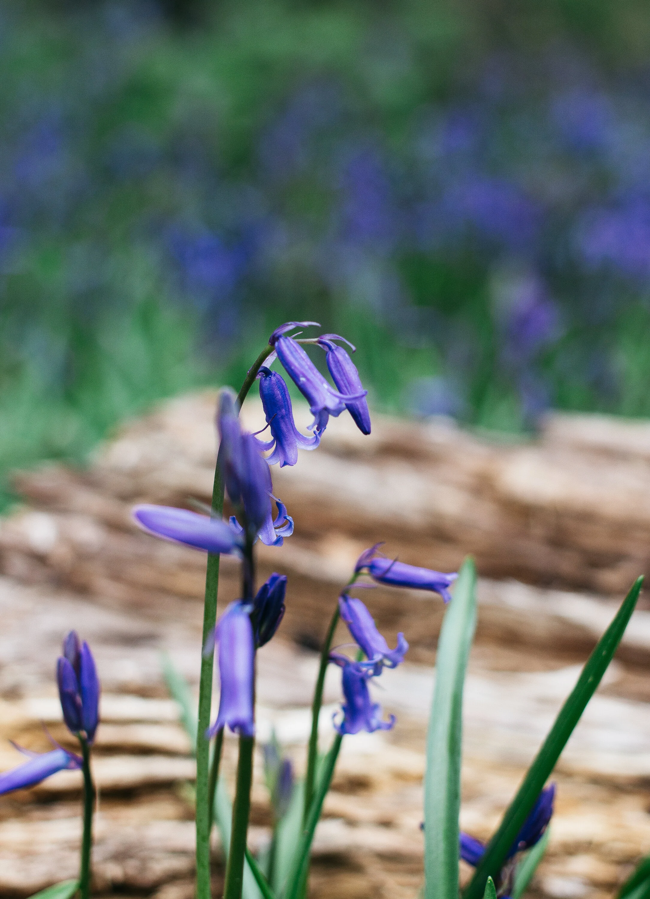 From-Roses---Bluebells-4.jpg