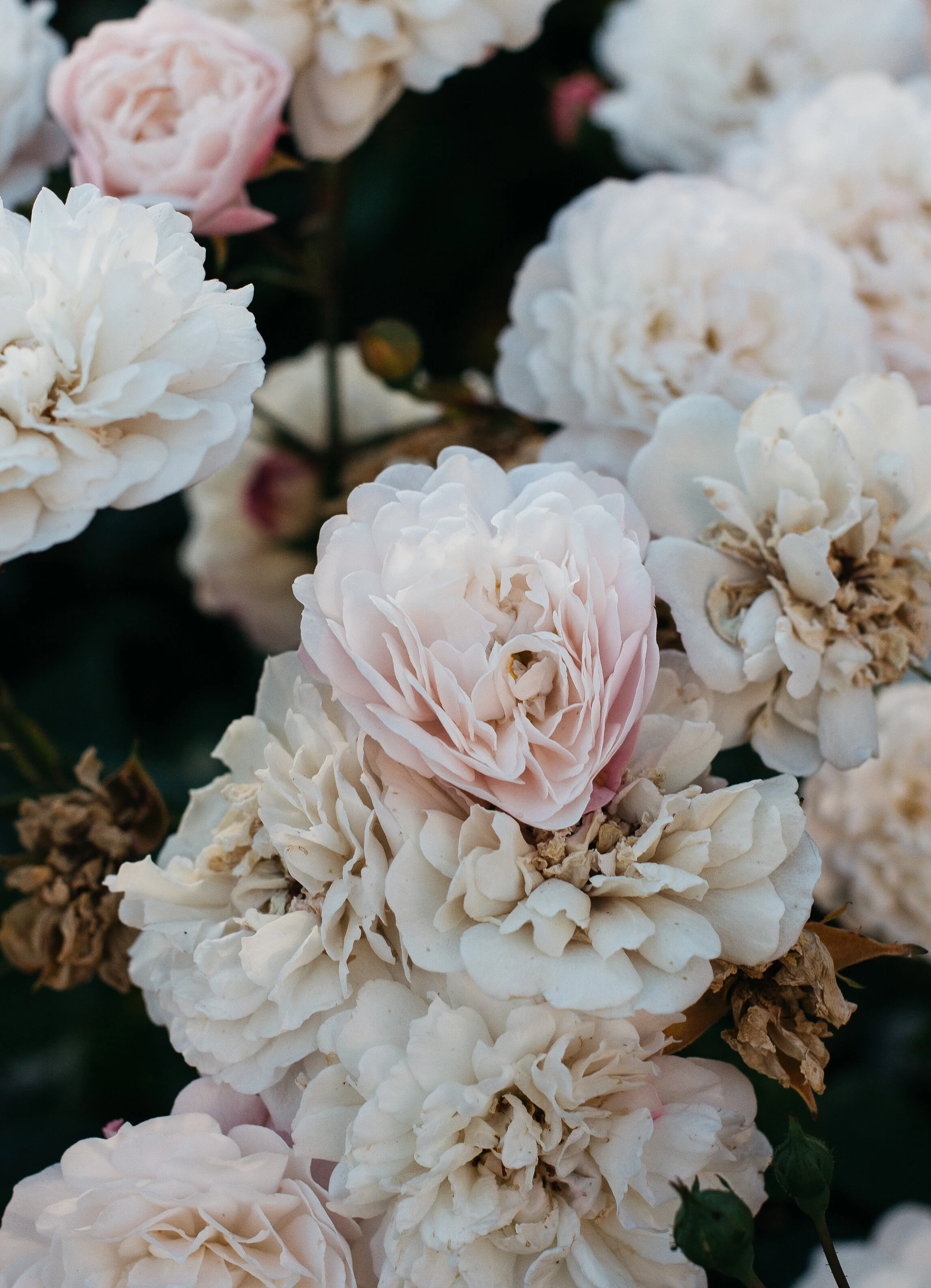 Florals-3.jpg