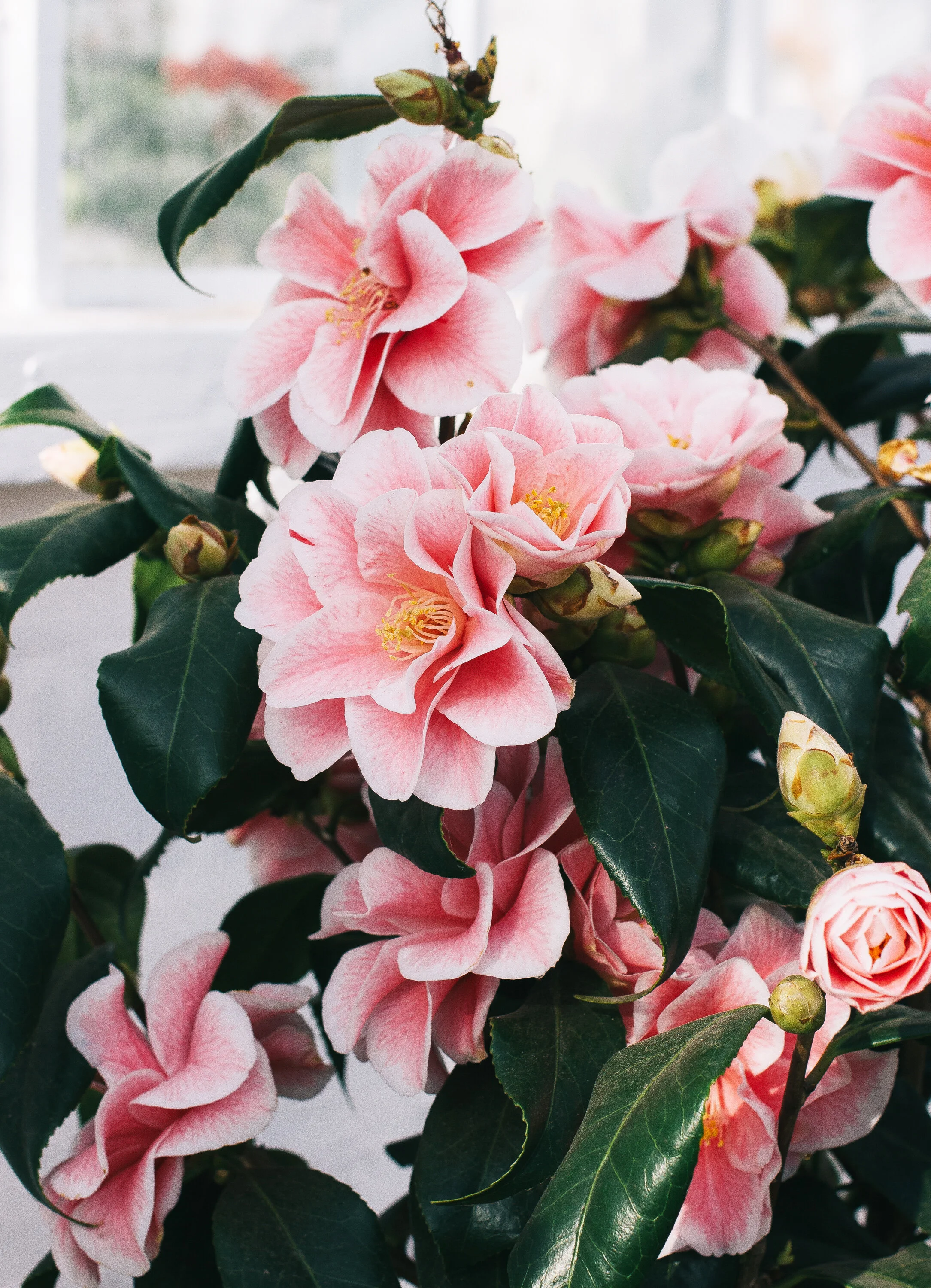 From-Roses---Roses.jpg
