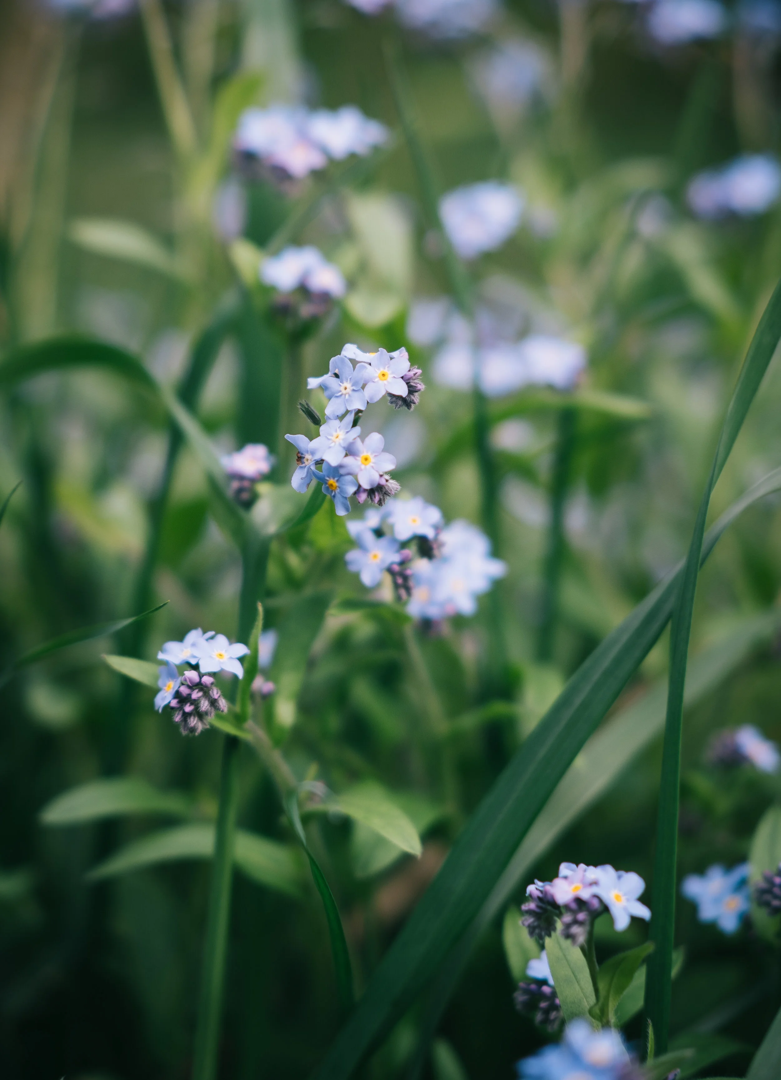 DSCF9620.jpg