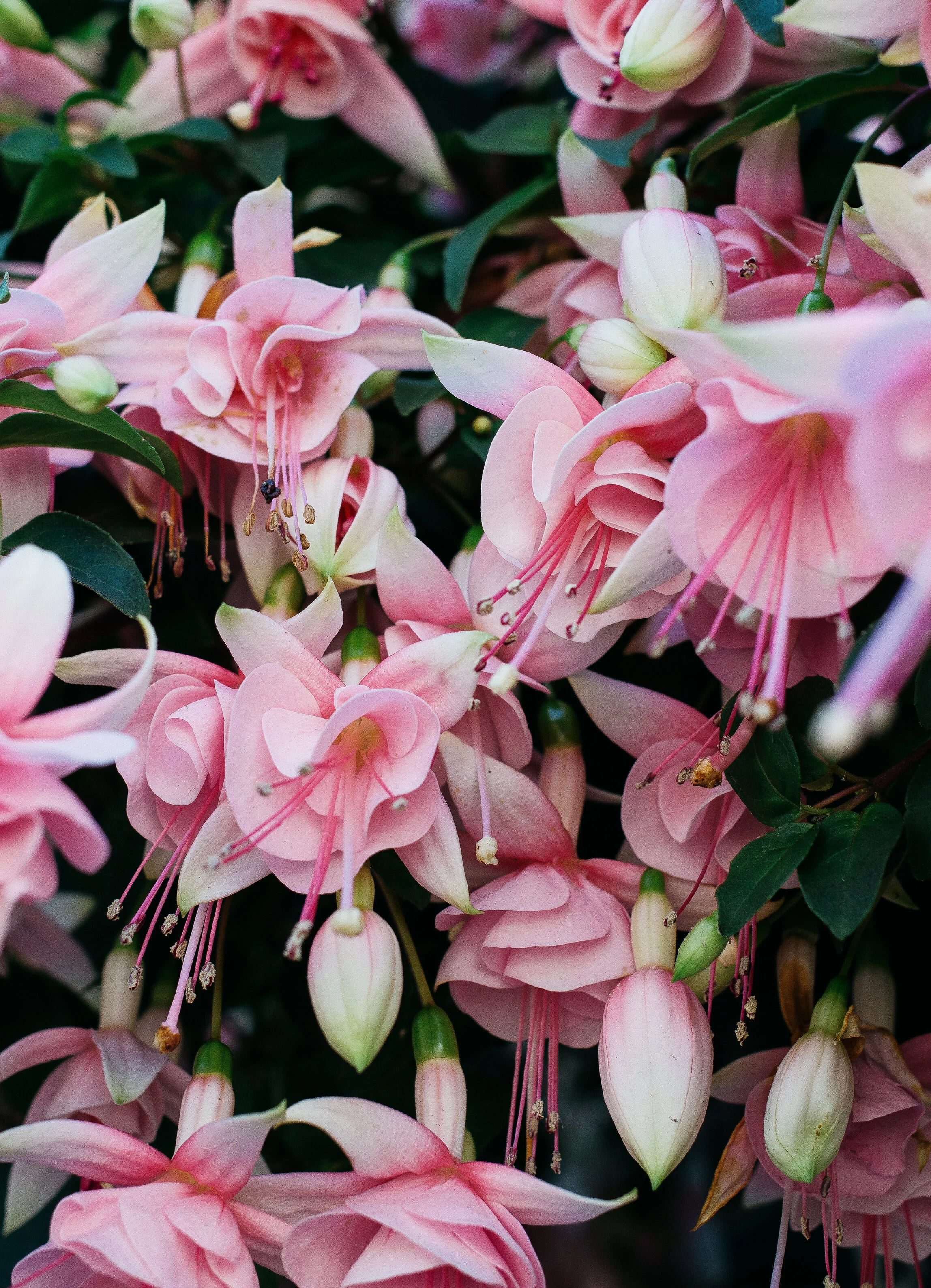 Florals-1.jpg