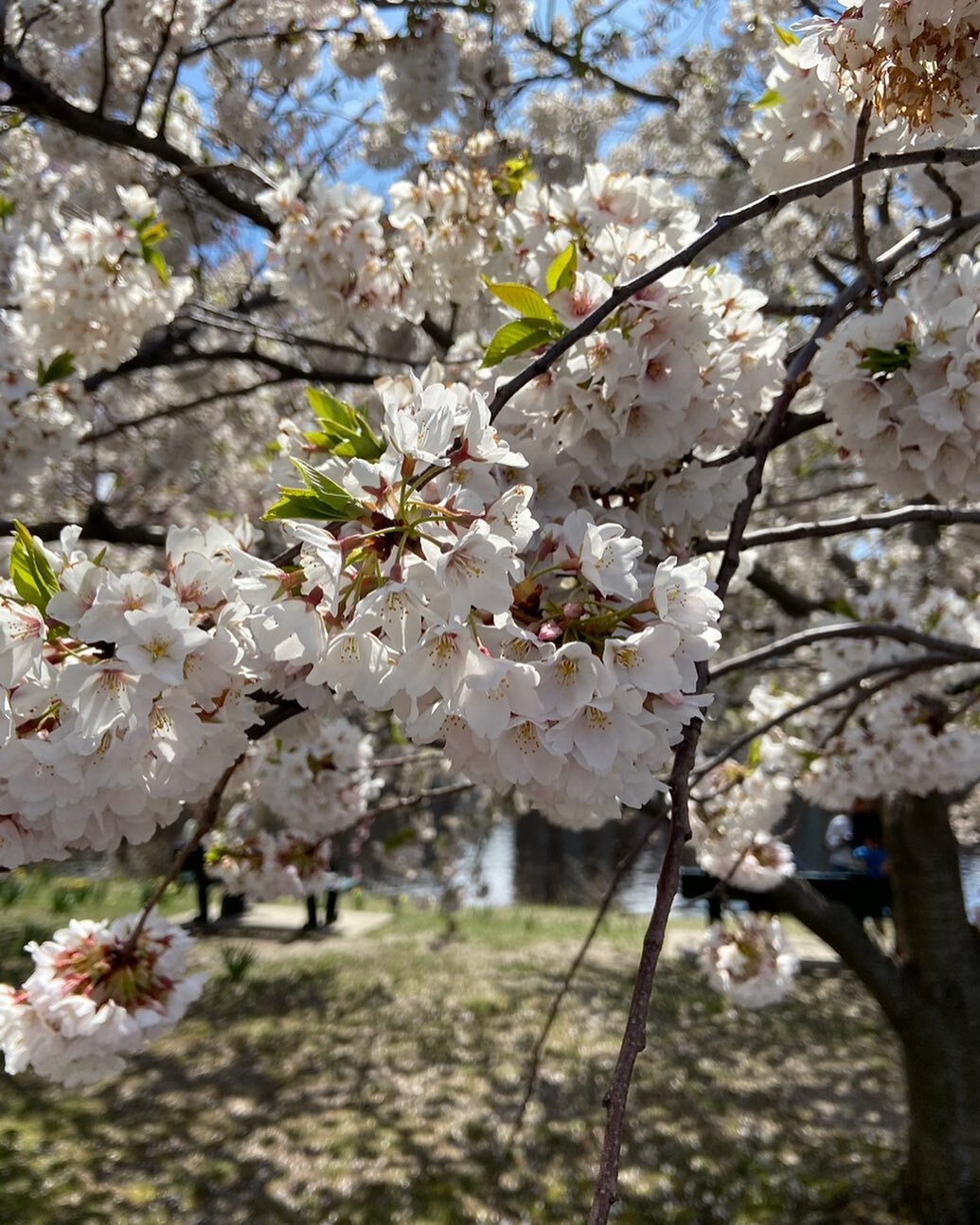 Happy spring! #AGAInteriorDesign #AlexandraGAquadro