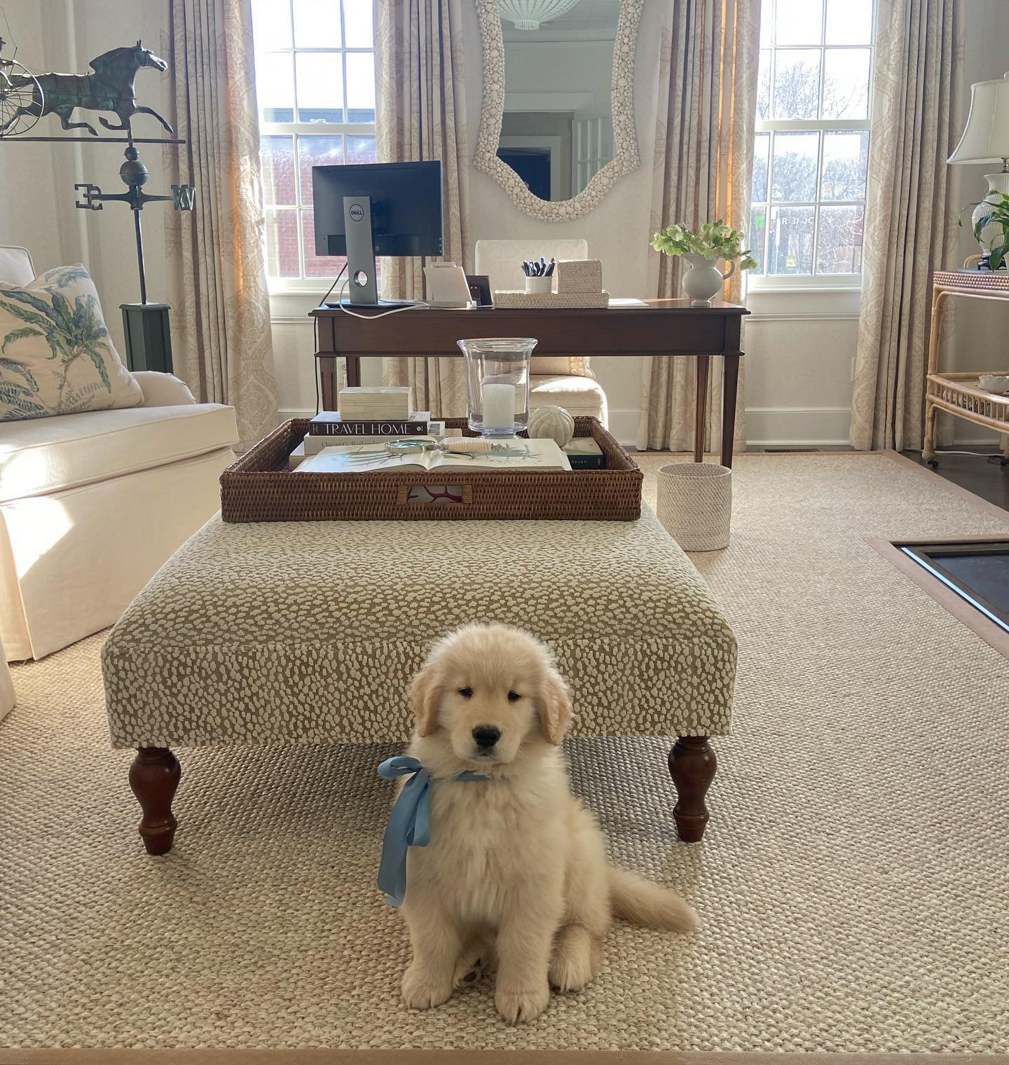A week ago we brought this little golden nugget home.  We immediately fell in love with his cute personality and sweet ways.  Today he visited our studio for the first of many times.  Welcome to AGA Interior Design, Mulligan! 🩵