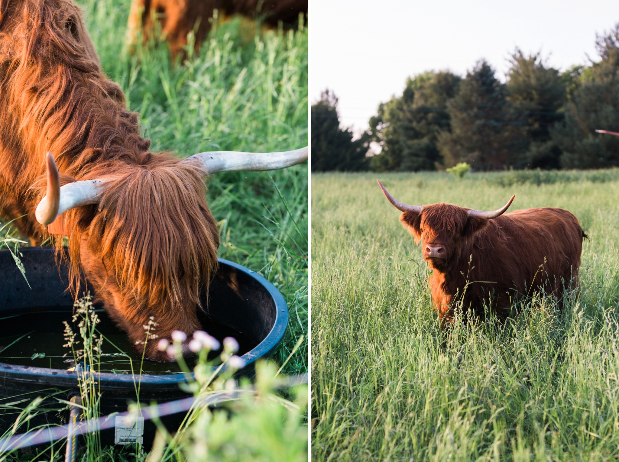 Emily Grace Photography, Lifestyle Portraits, Rising Locust Farm, Organic Permaculture Farm, Lancaster PA