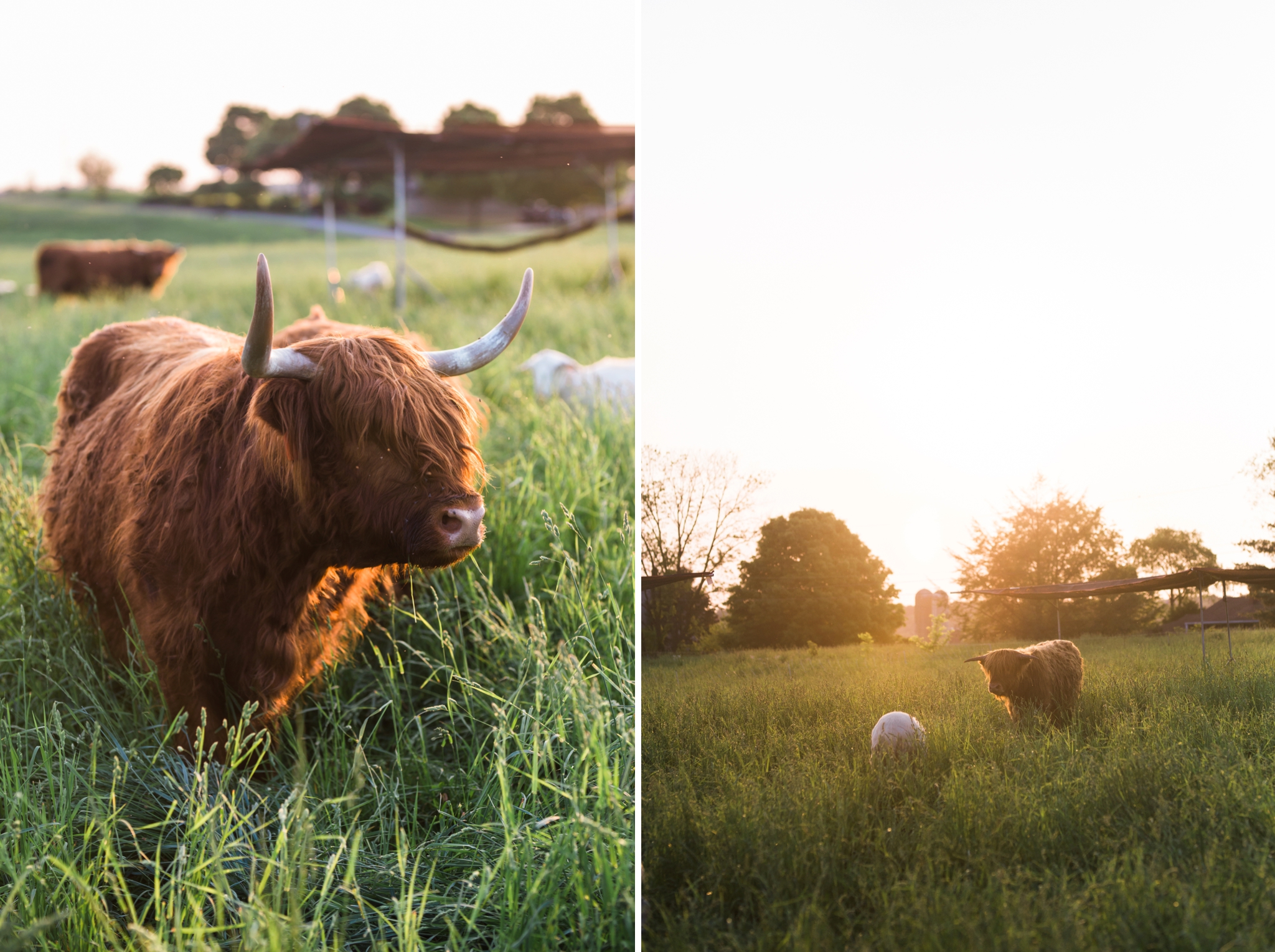 Emily Grace Photography, Lifestyle Portraits, Rising Locust Farm, Organic Permaculture Farm, Lancaster PA