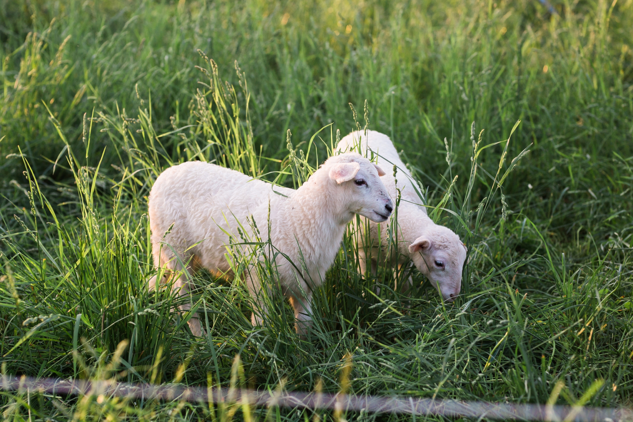 Emily Grace Photography, Lifestyle Portraits, Rising Locust Farm, Organic Permaculture Farm, Lancaster PA