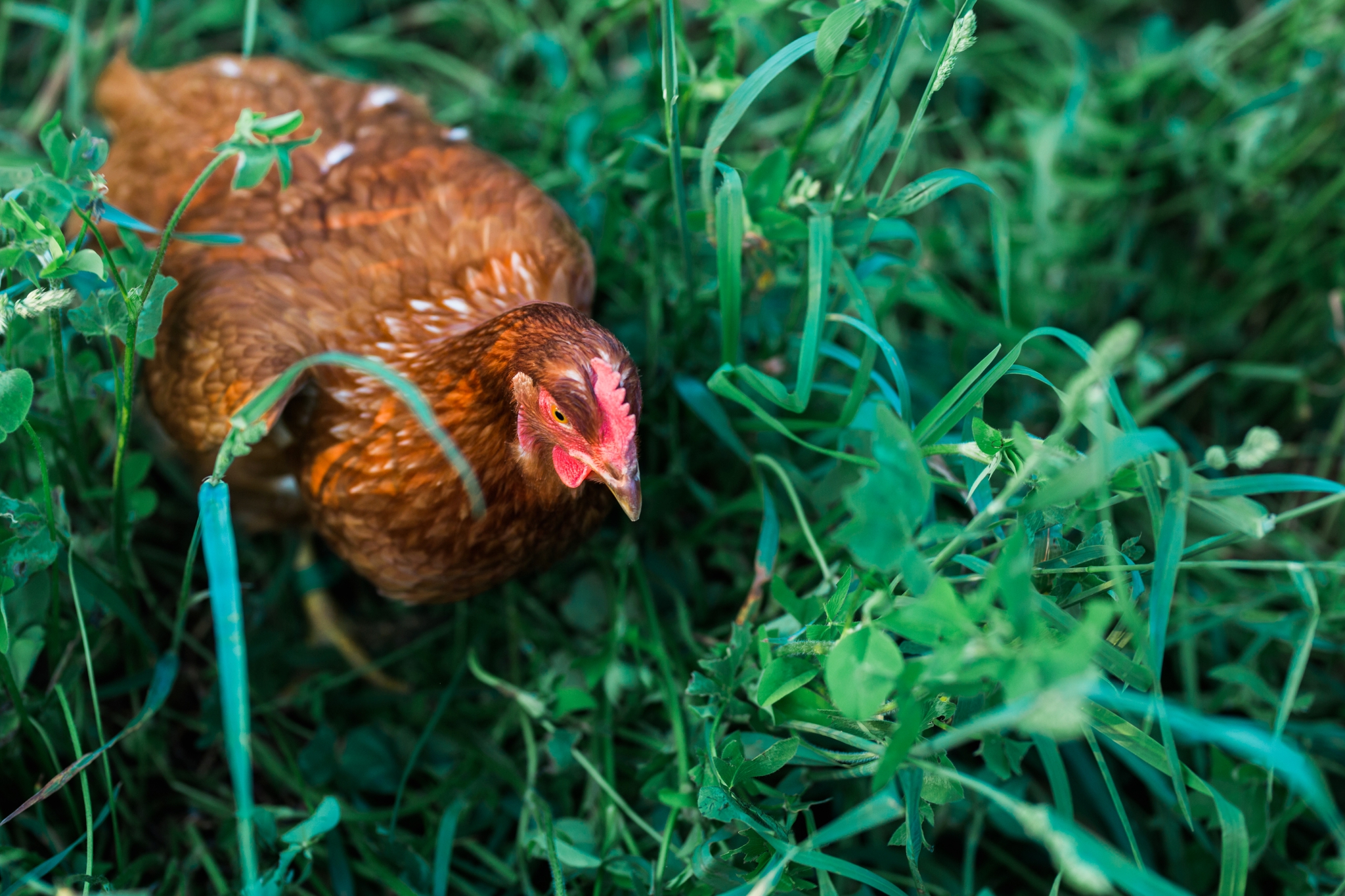Emily Grace Photography, Lifestyle Portraits, Rising Locust Farm, Organic Permaculture Farm, Lancaster PA