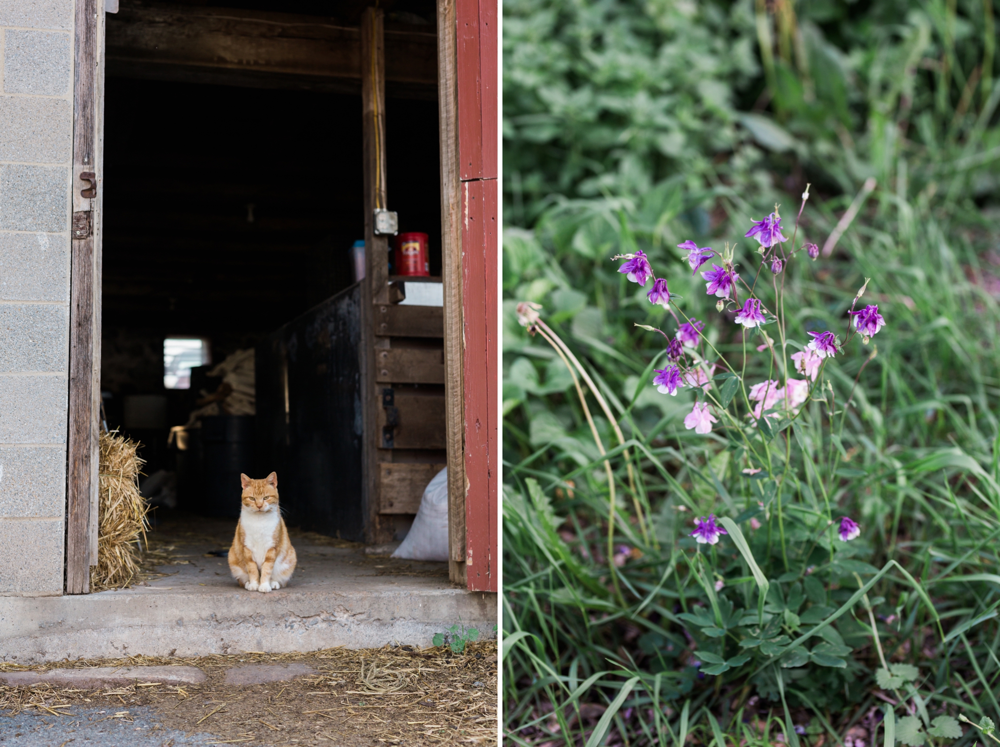 Emily Grace Photography, Lifestyle Portraits, Rising Locust Farm, Organic Permaculture Farm, Lancaster PA