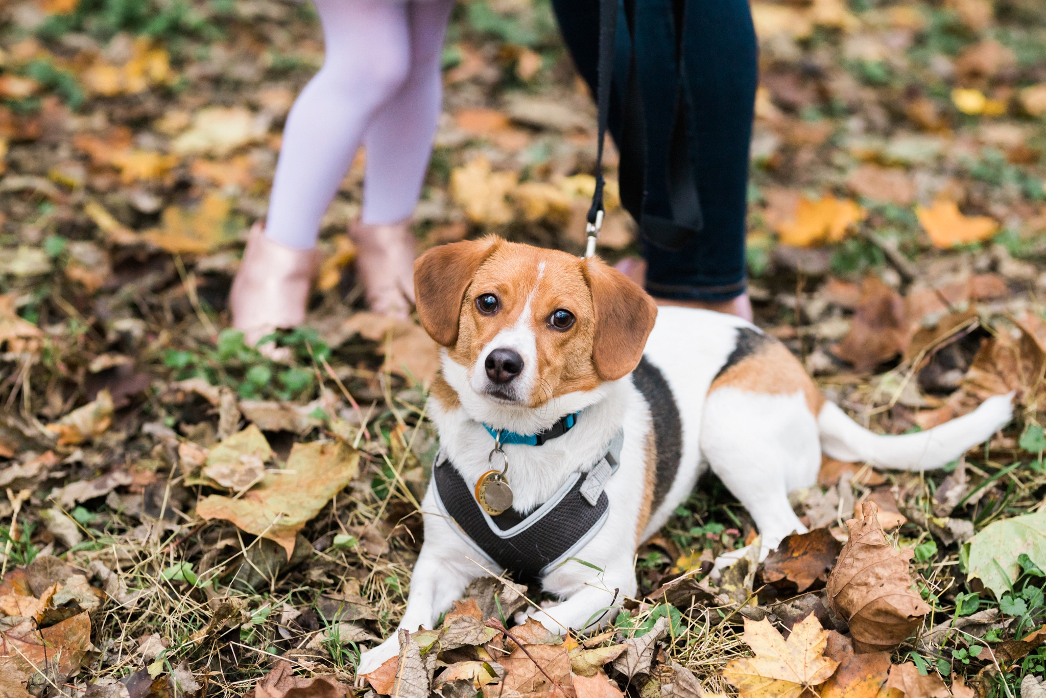 Emily Grace Photography, Lancaster PA Lifestyle Photographer, Marietta PA Photos, Fall Family Portraits with Dog