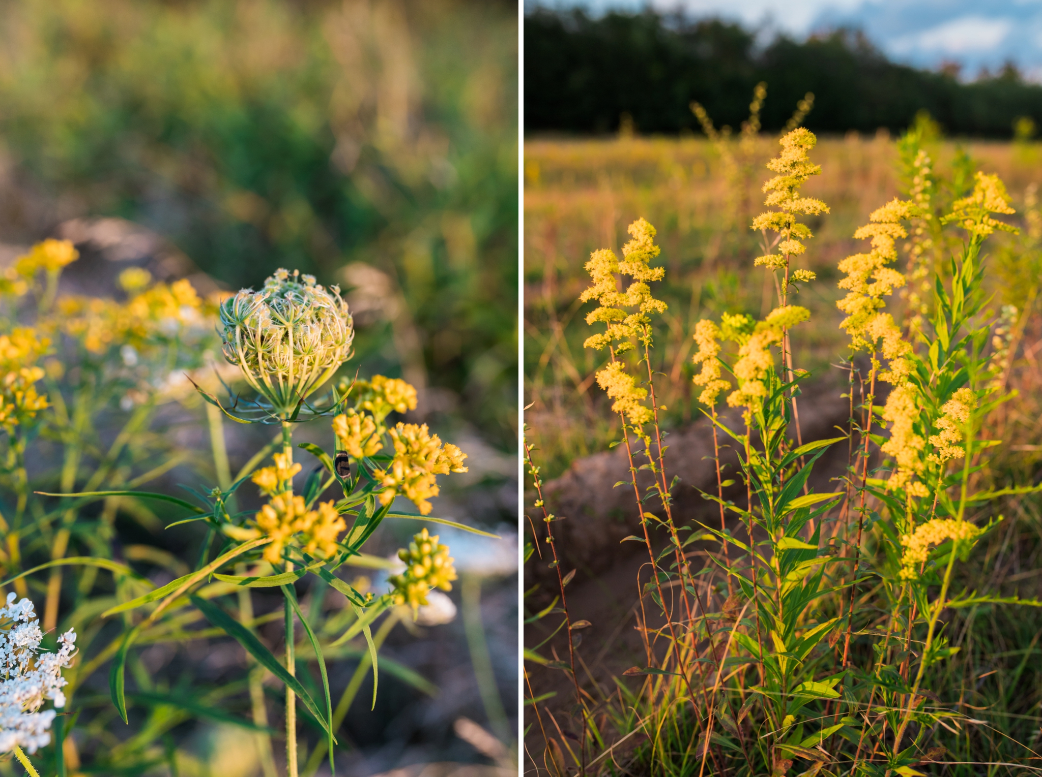 Emily Grace Photography, Lancaster PA Wedding Photographer, Cherry Springs State Park, Potter County PA, Astrophotography