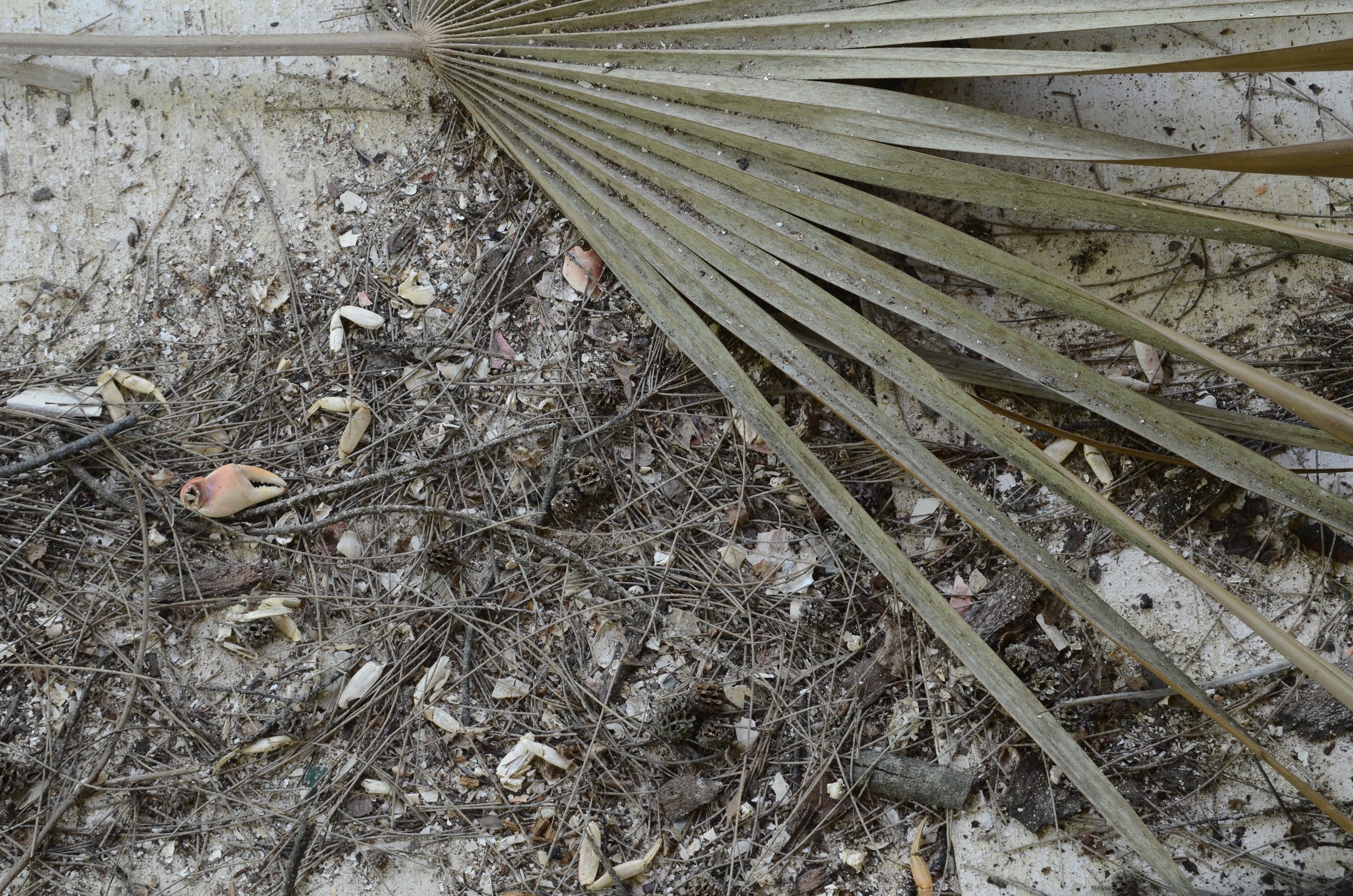 DSC_3096.JPG