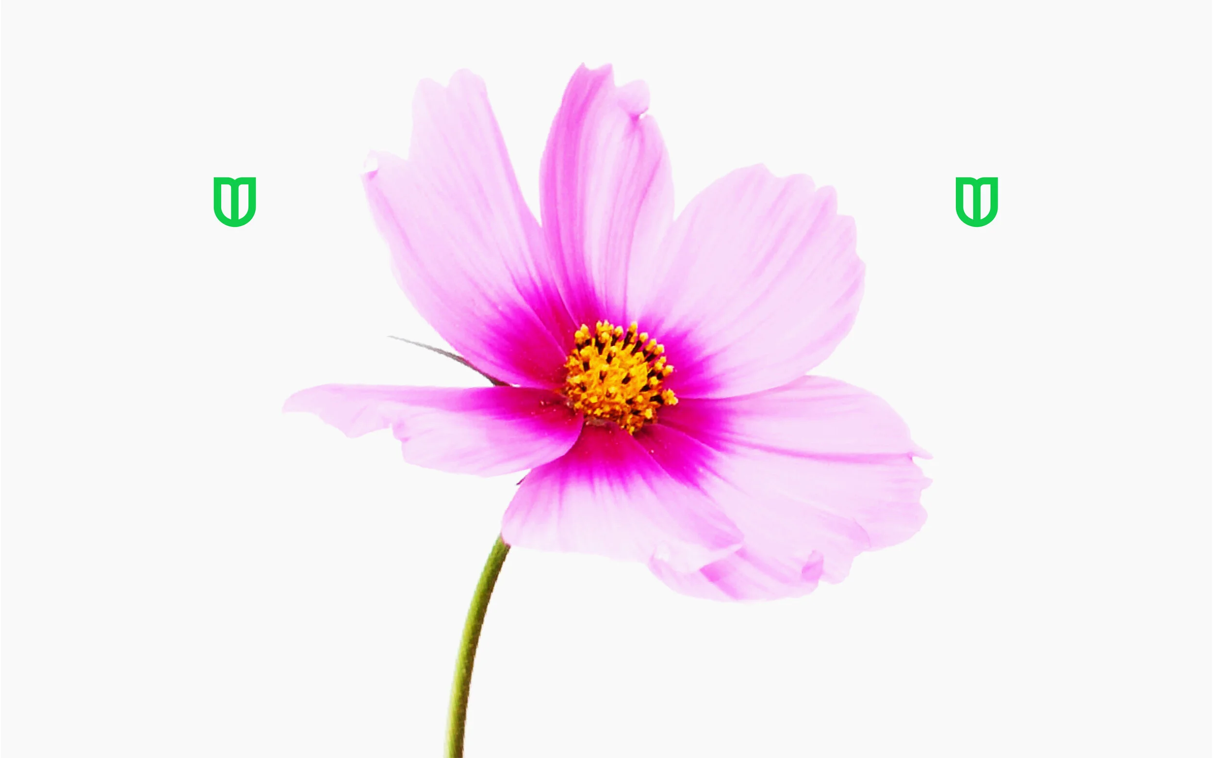 Tulips_6.jpg