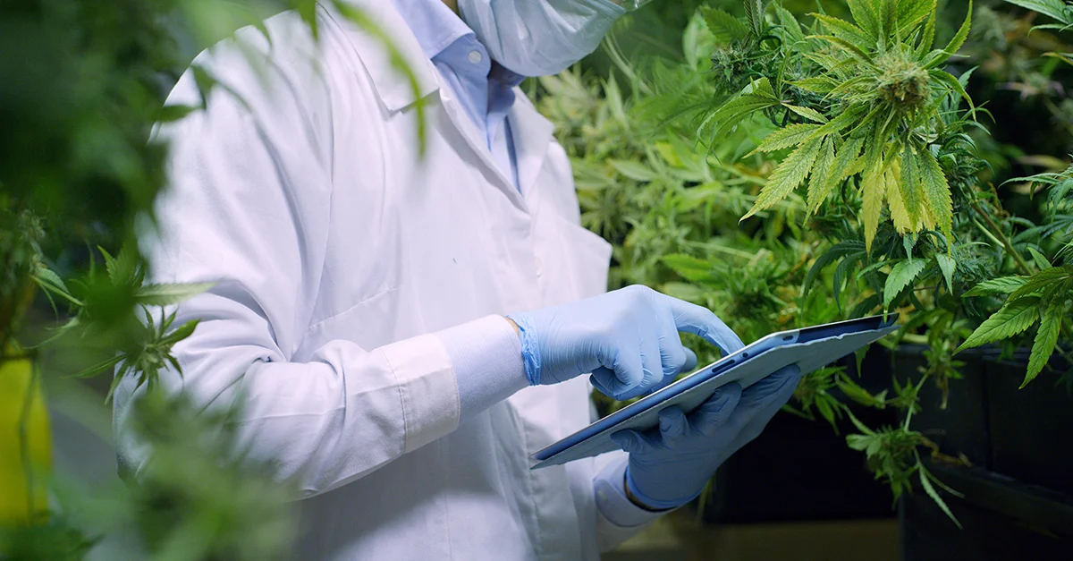CannabisPic.jpg