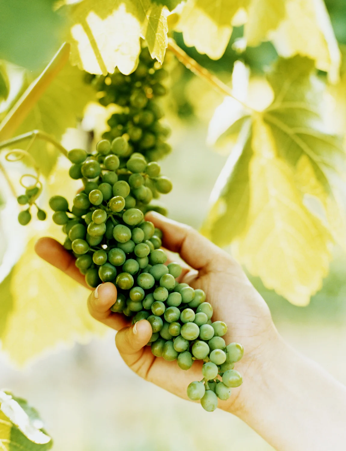 7 grapes.jpg