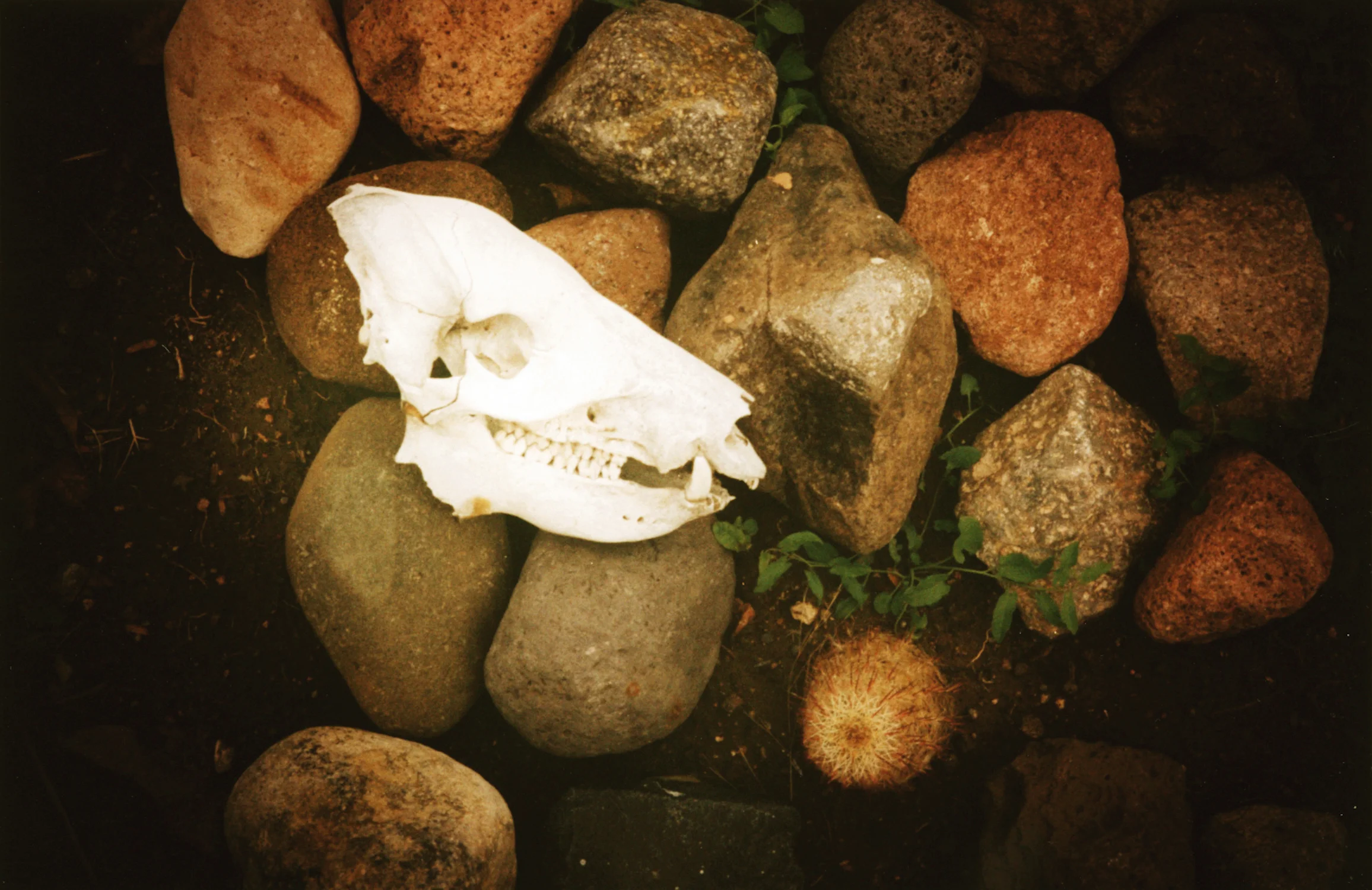 16 coyote skull.jpg