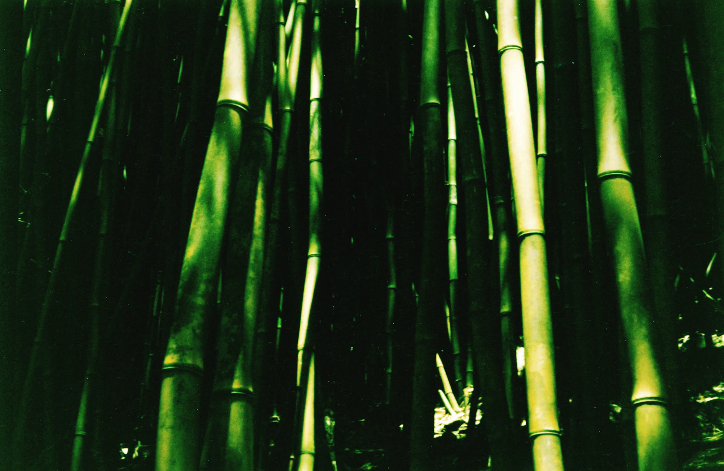 22 bamboo.jpg