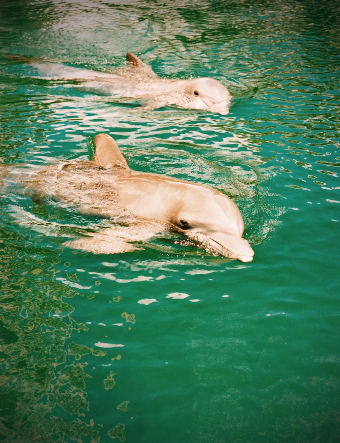 40 dolphins.jpg