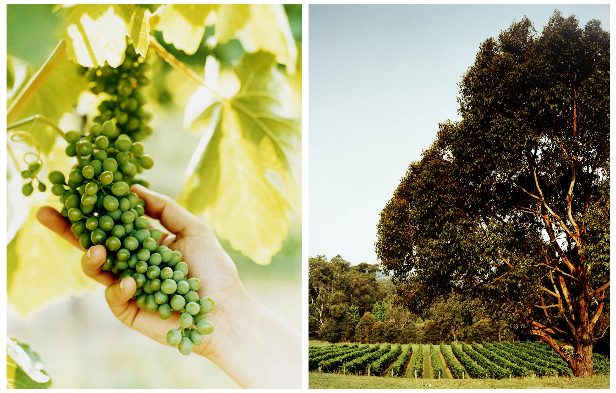 53 vineyard.jpg