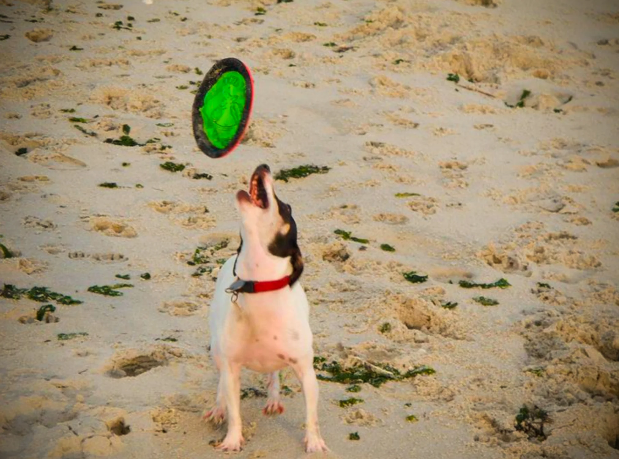 Screen Shot 2018-08-09 at 5.27.02 PM.JPG