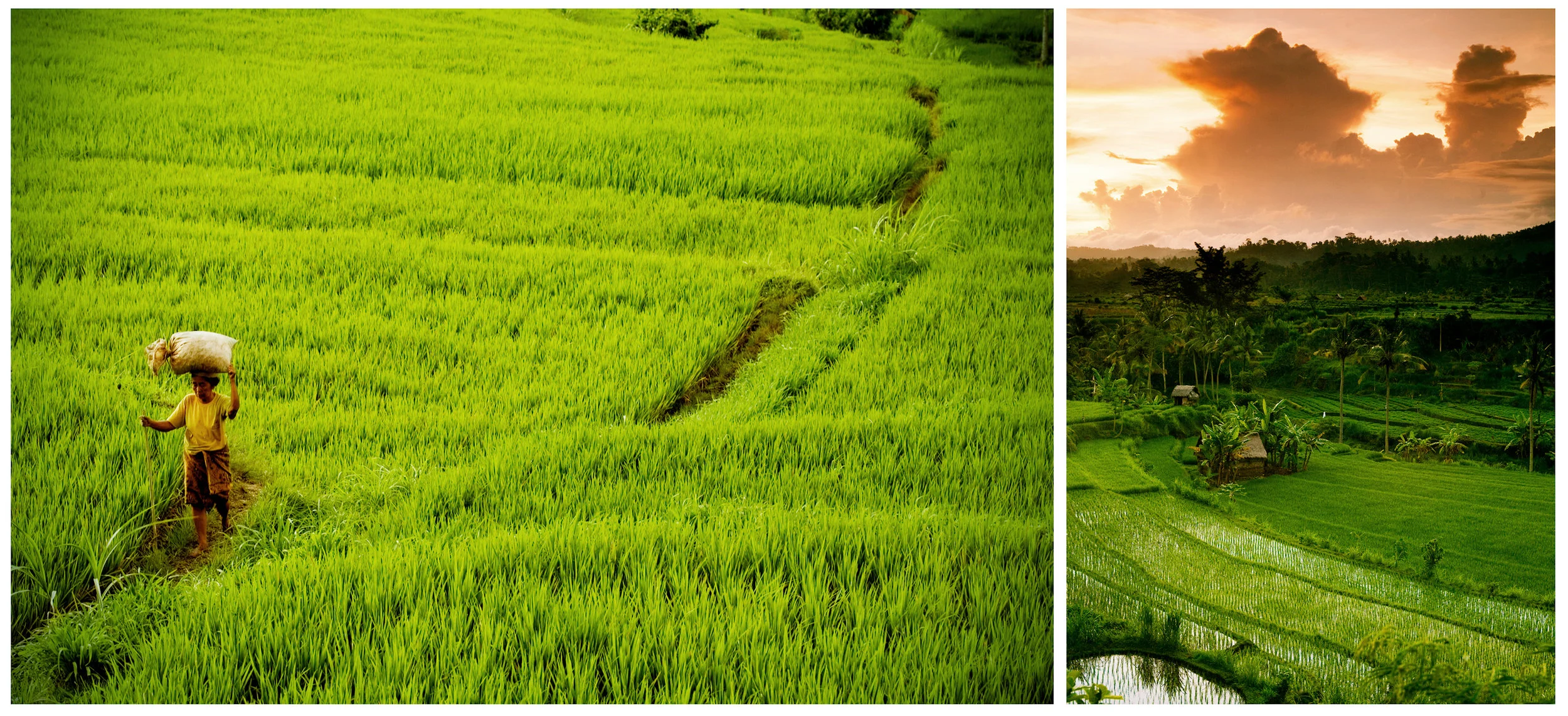 45b rice.jpg