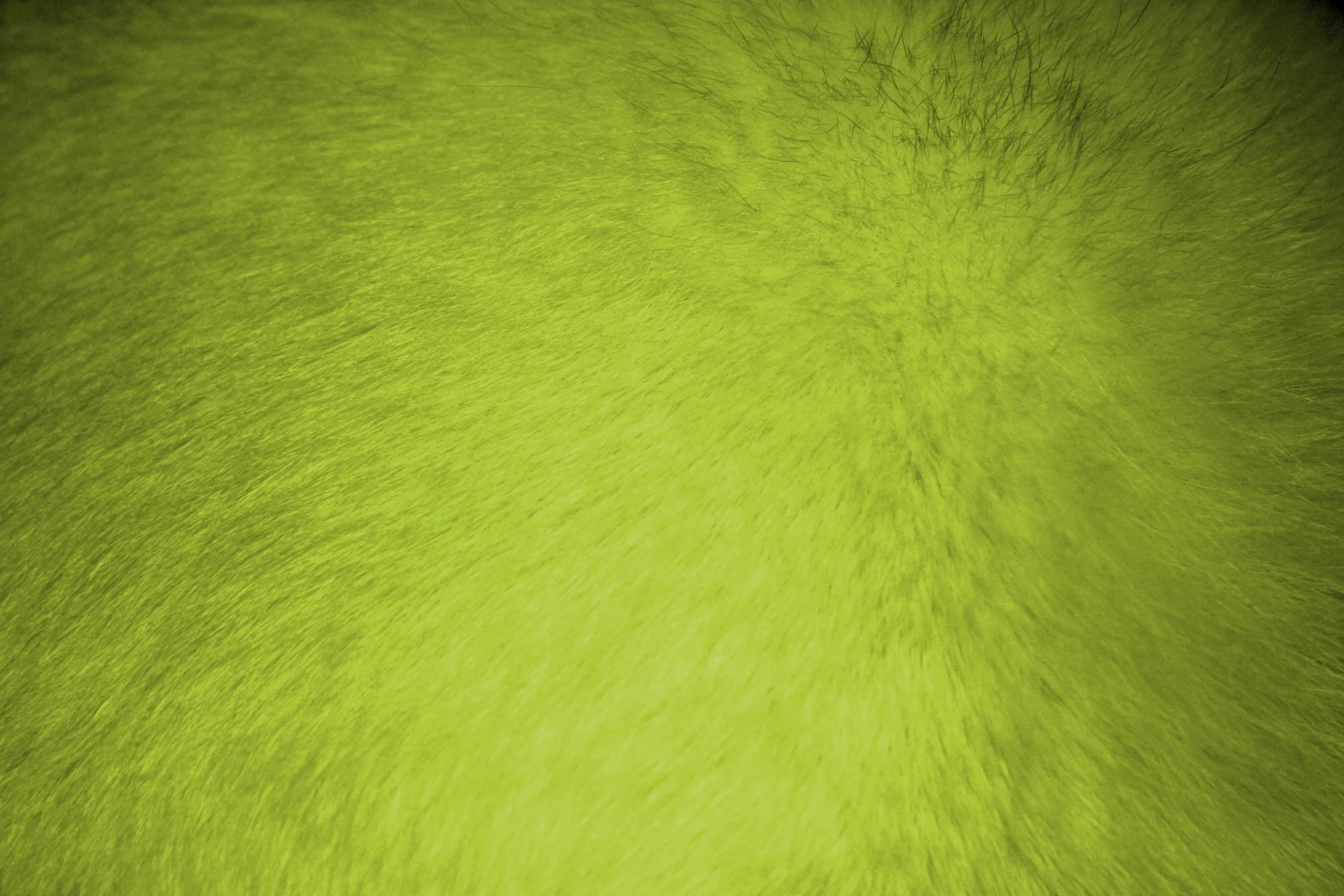 chartreuse-fur-texture.jpg
