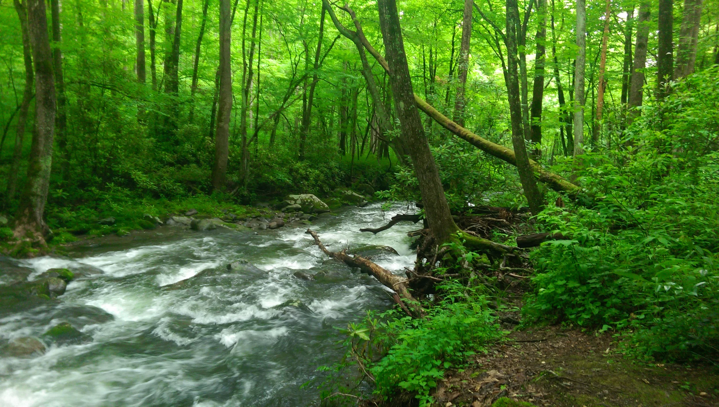 IMAG0241.jpg